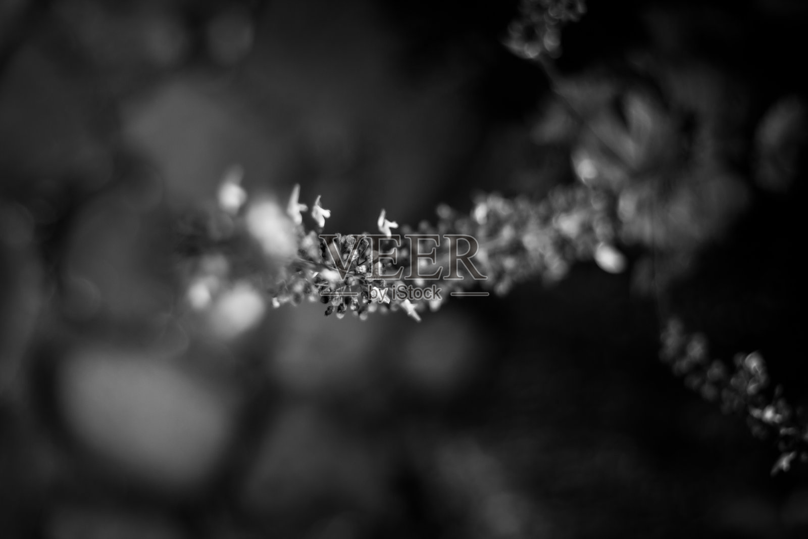 开花的草照片摄影图片