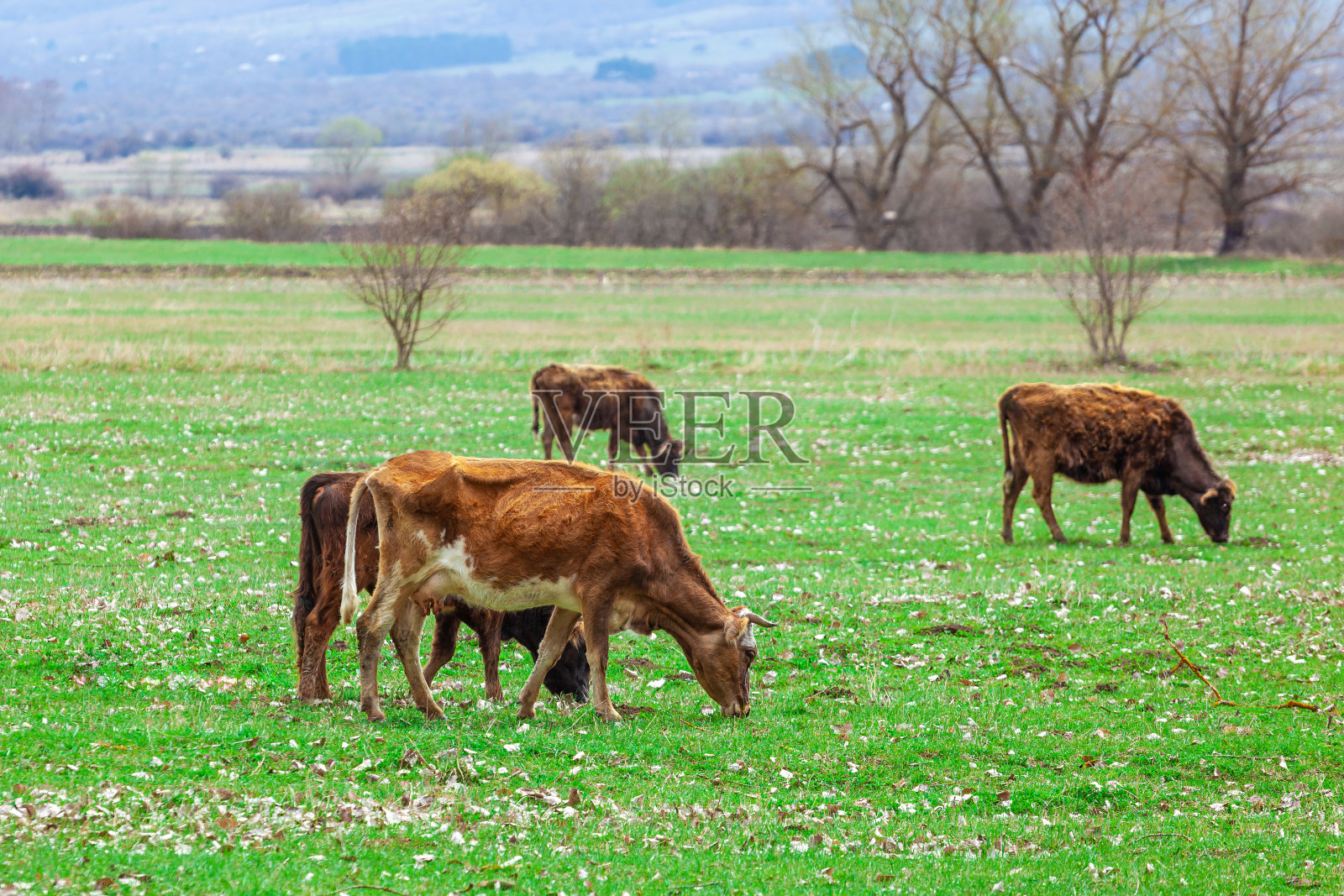 在牧场放牧的奶牛,在自然界,农业照片摄影图片