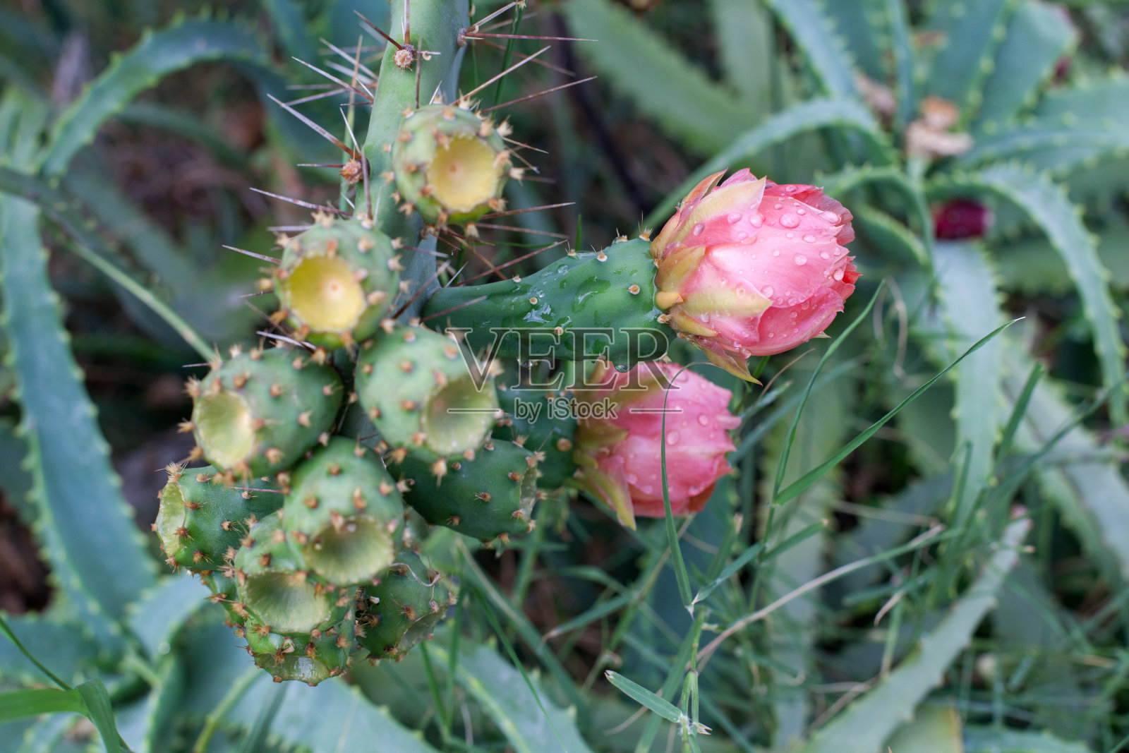 盛开的仙人掌在野外。照片摄影图片
