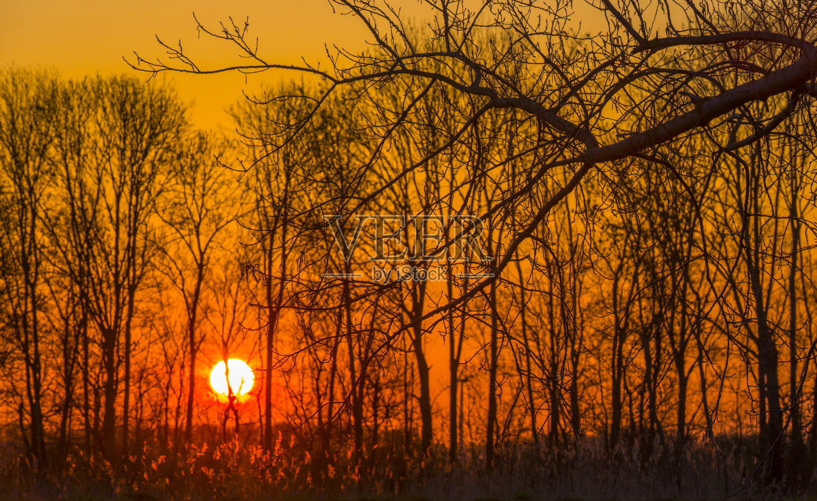 树木和芦苇在明亮的桔黄色阳光在春天日出照片摄影图片