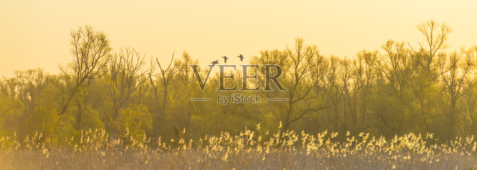 在春天日出的阳光下,一群大雁在明亮的蓝黄色天空中飞翔照片摄影图片