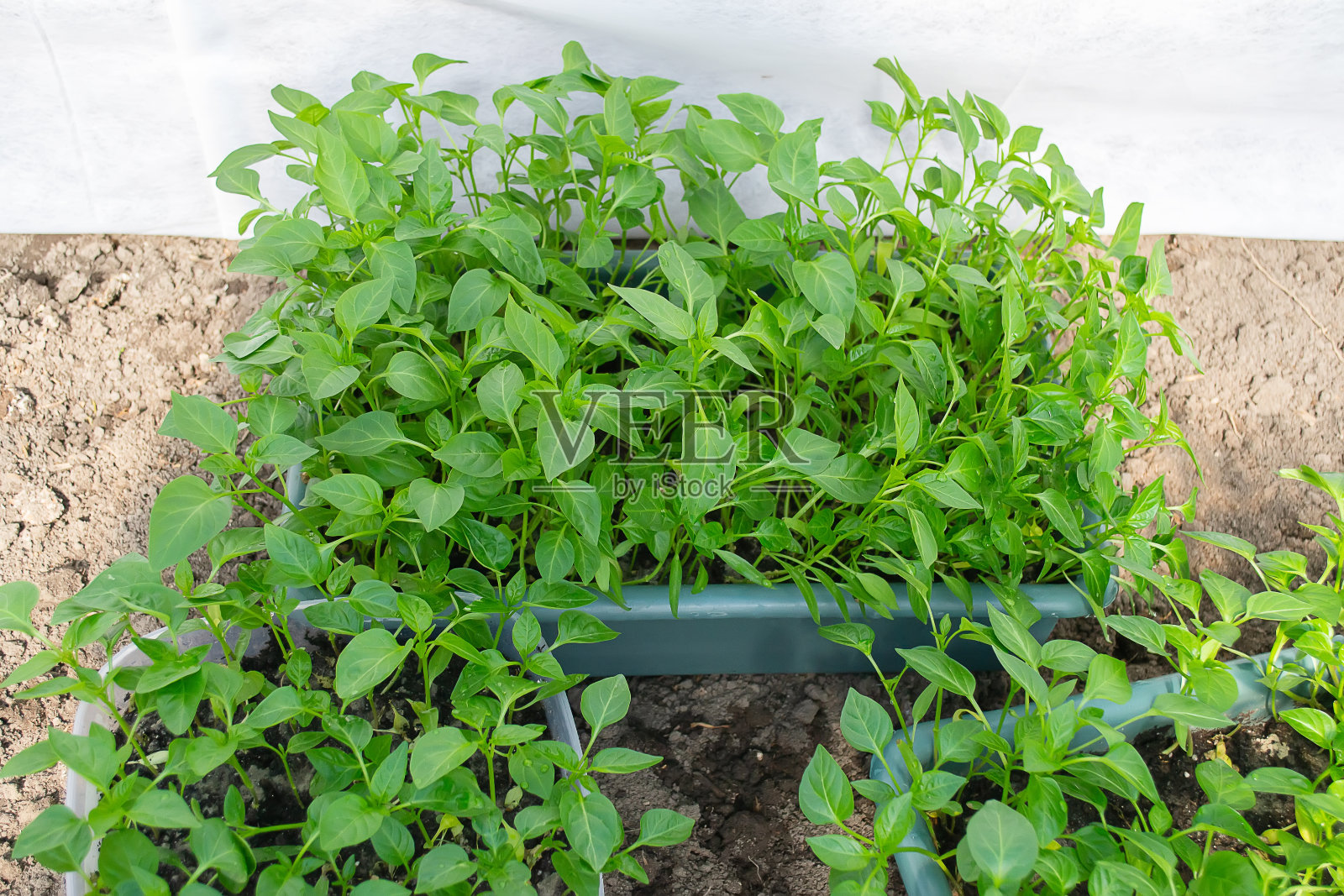 盆栽幼苗在花盆中生长。有选择性的重点照片摄影图片