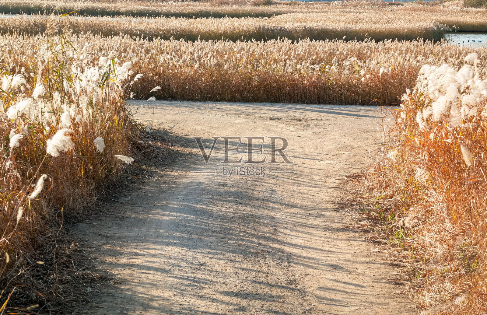 韩国釜山Eulsukdo美丽的芦苇和小径。照片摄影图片