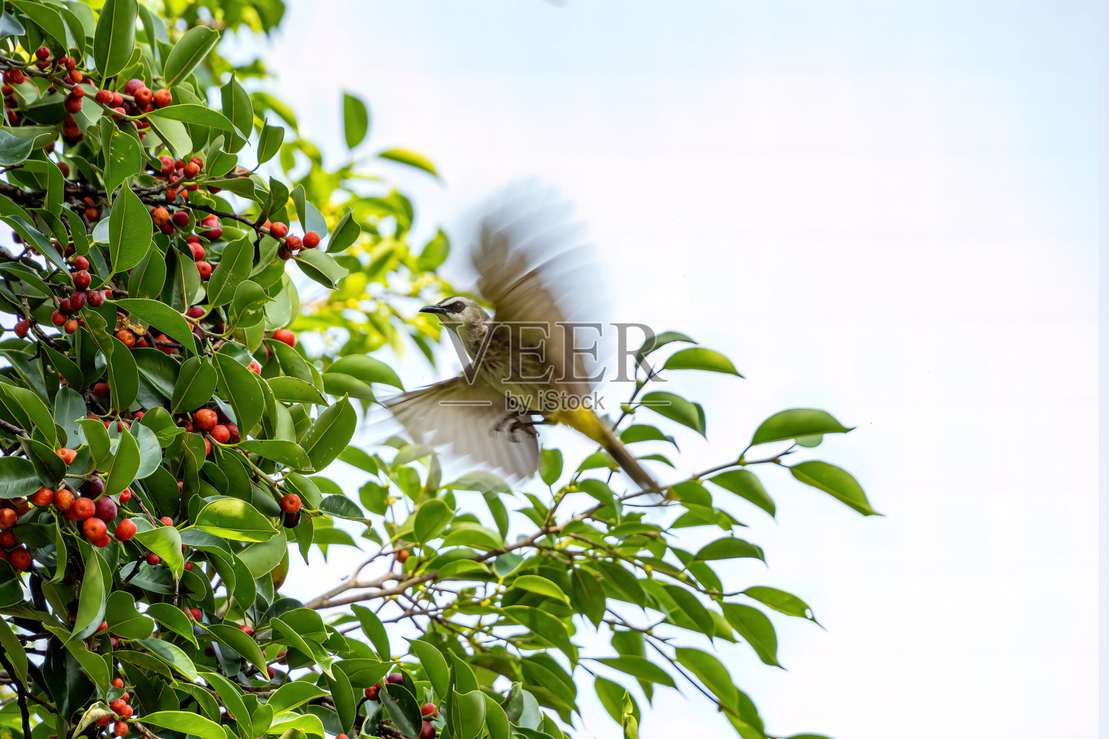 黄色的白头翁飞吃水果。照片摄影图片