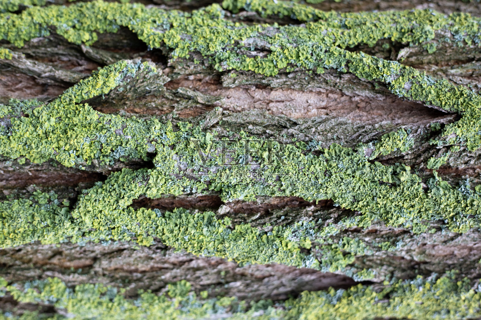 背景是一棵覆盖着绿色苔藓的老树的树皮。自然保护照片摄影图片