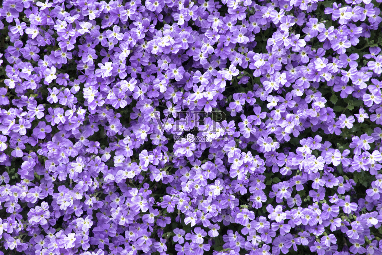 紫色灌木植物背景照片摄影图片