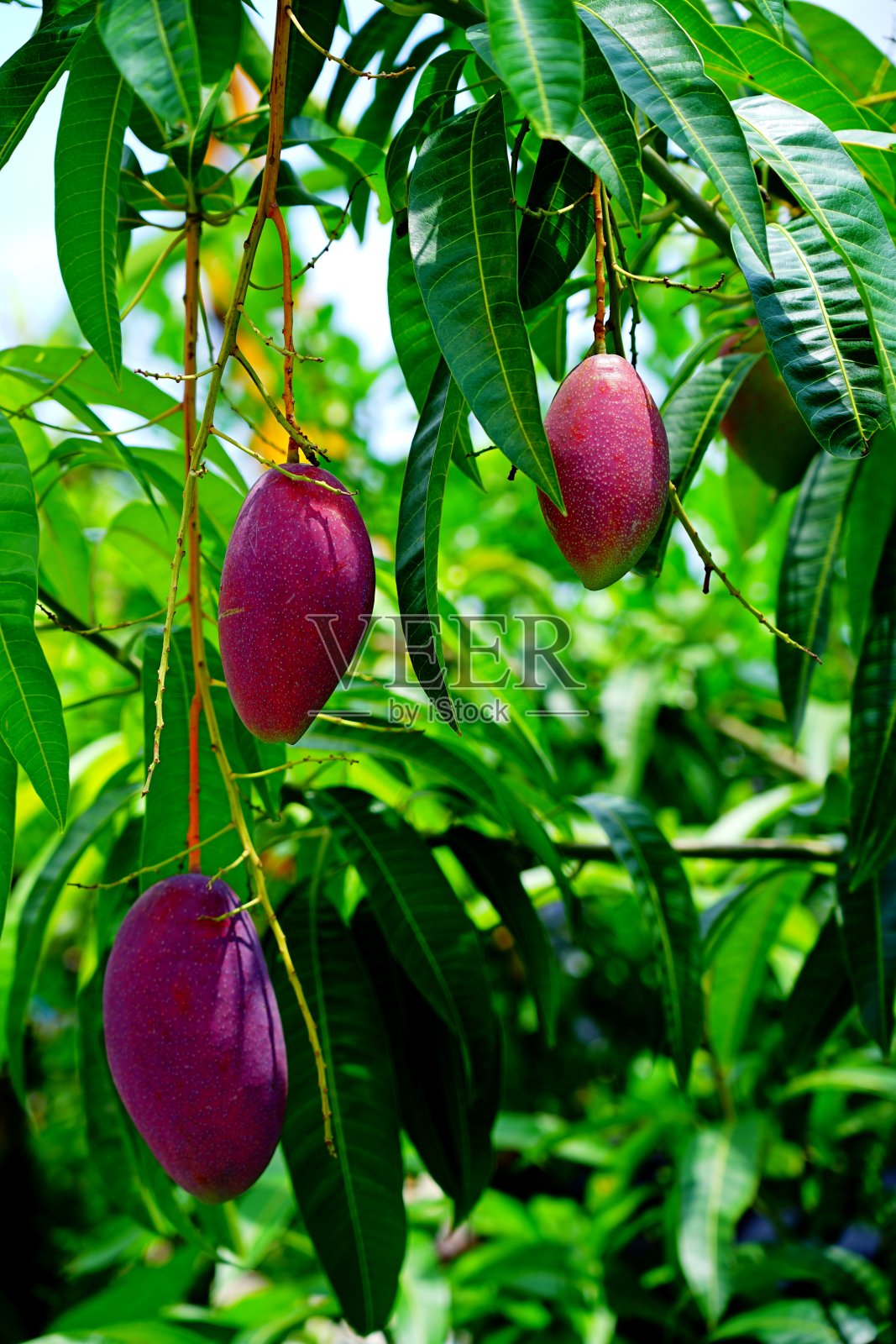 树上的芒果果实是紫色的照片摄影图片