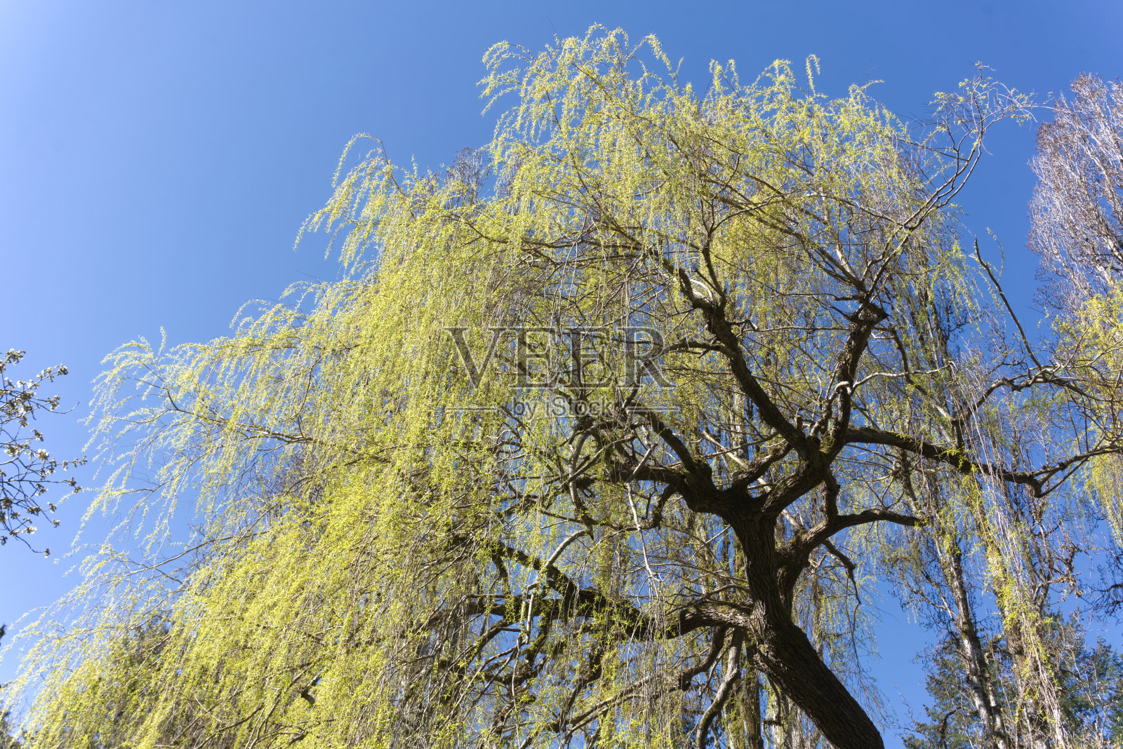 布查花园,维多利亚,不列颠哥伦比亚省照片摄影图片