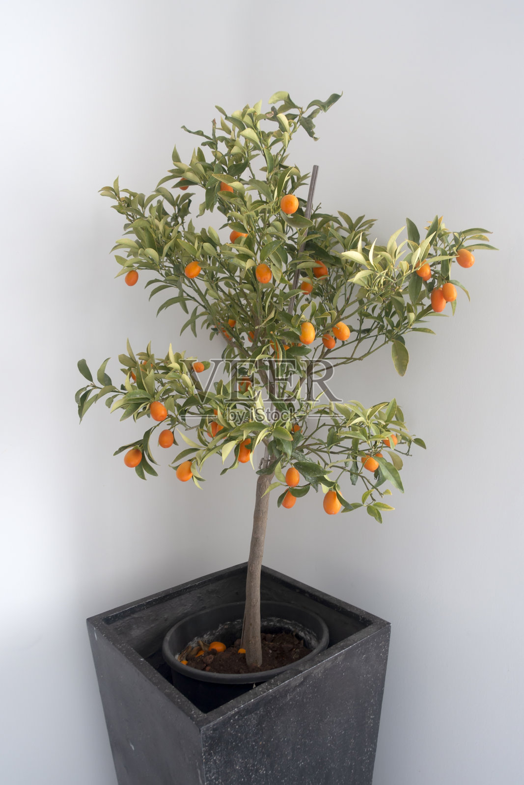 院子里的小金橘树照片摄影图片