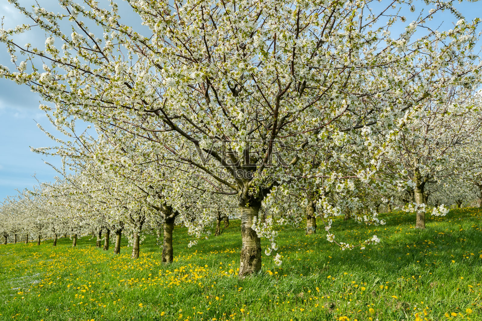 初春,在蓝天背景下的草地上,盛开的樱桃树照片摄影图片