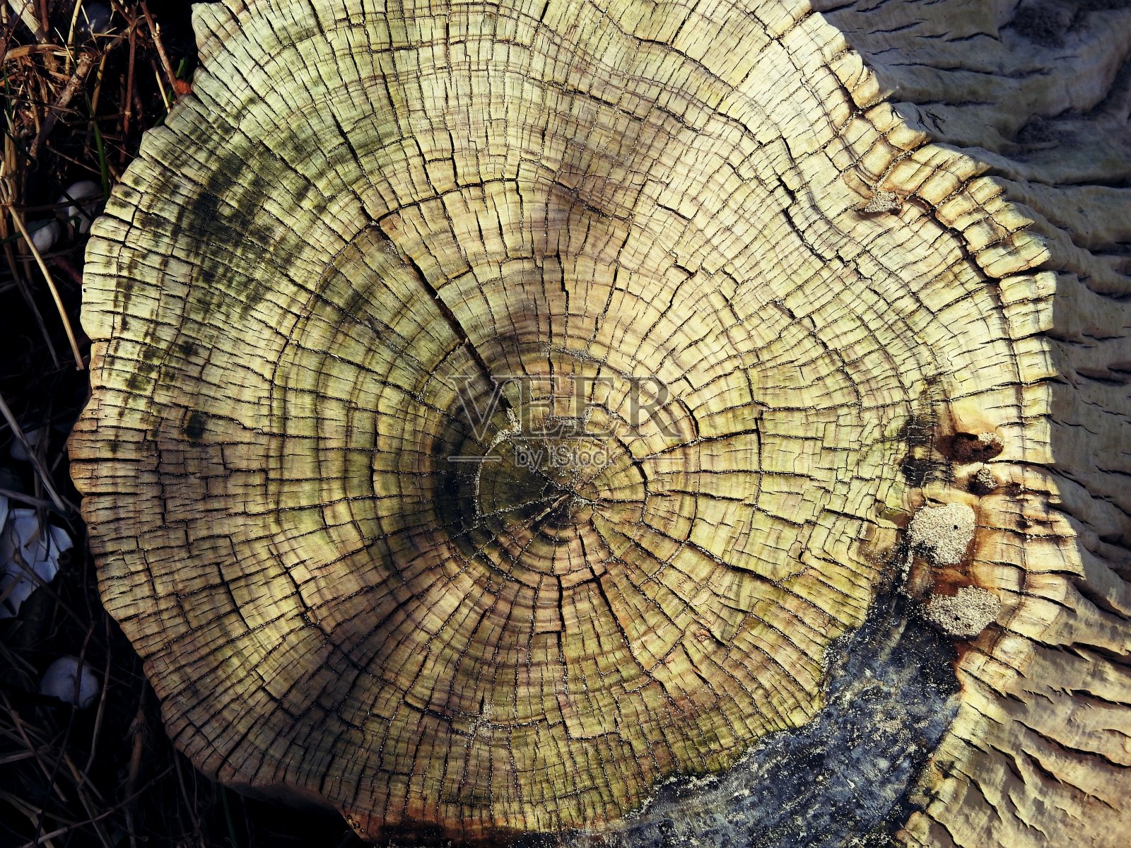 树干环照片摄影图片