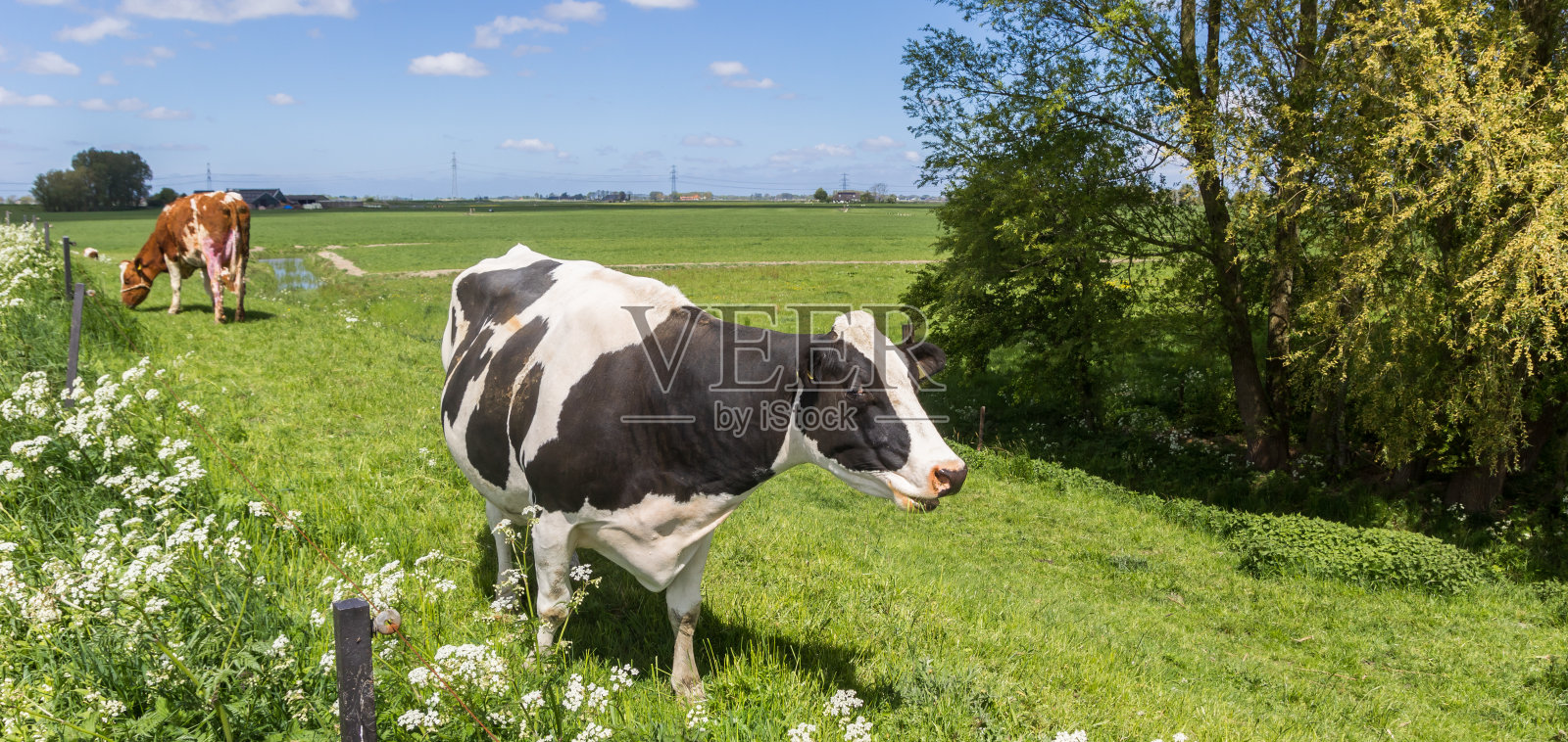 在格罗宁根附近的堤坝上的黑白色荷斯坦奶牛全景图照片摄影图片