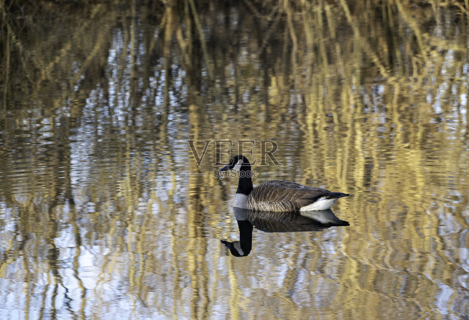 加拿大鹅和反思#1照片摄影图片