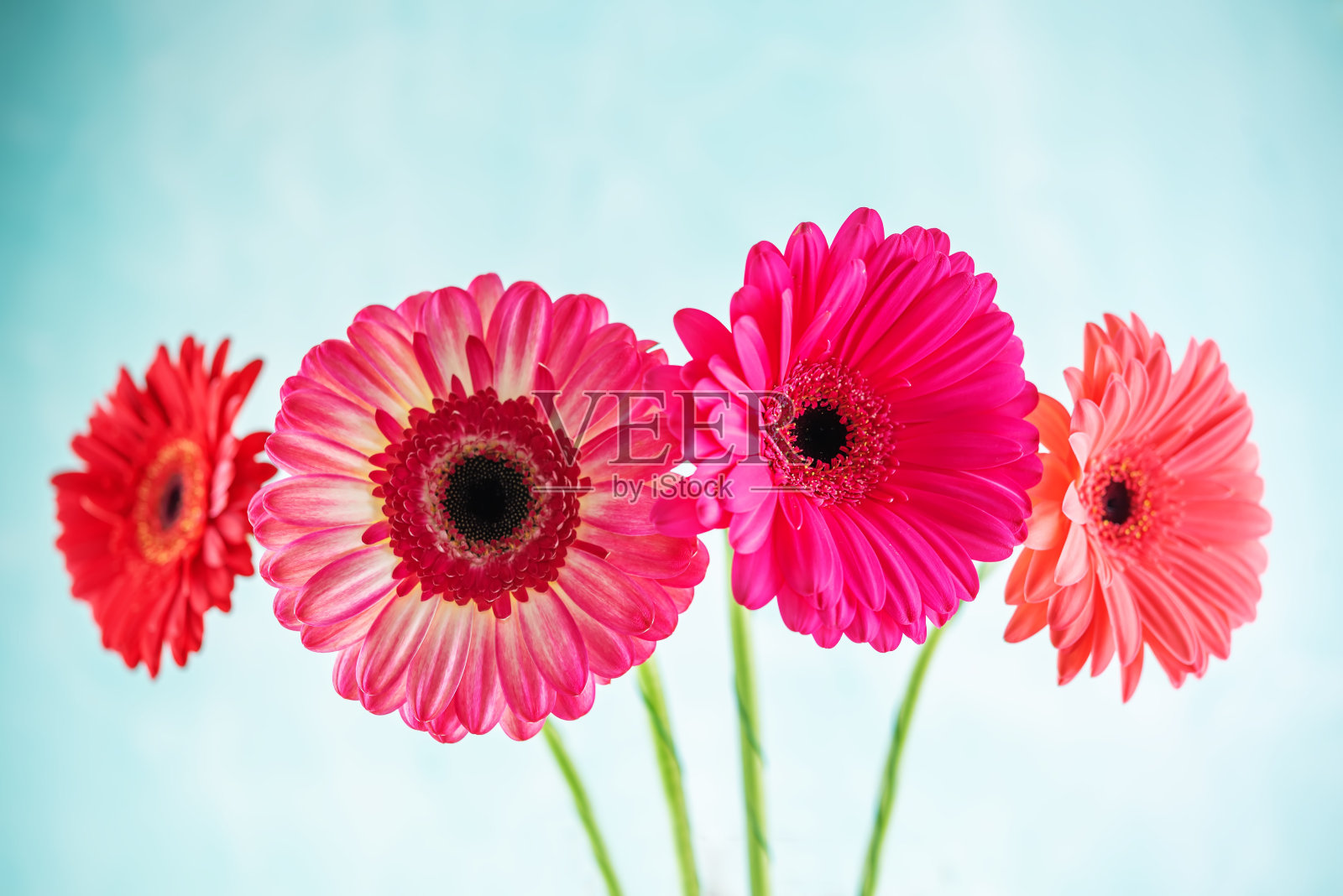 鲜花粉红色非洲菊照片摄影图片