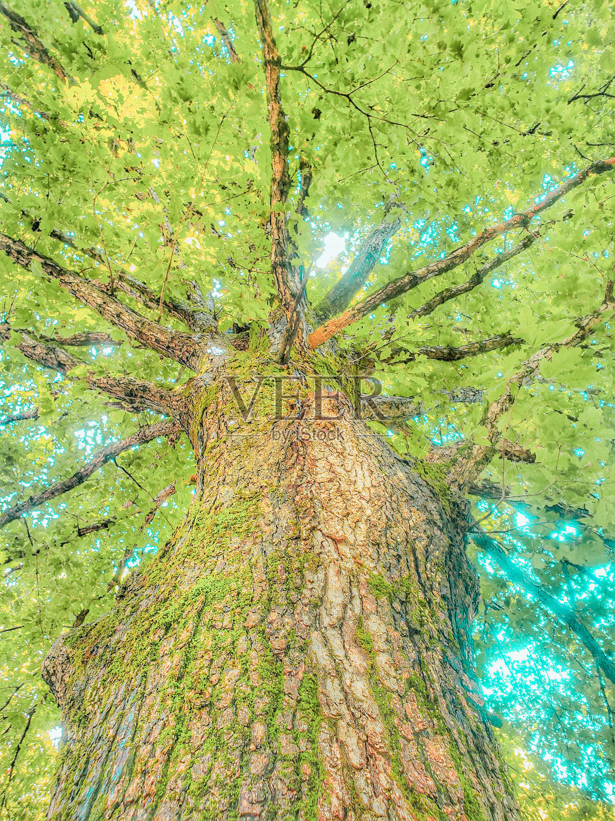 紫外线照片摄影图片