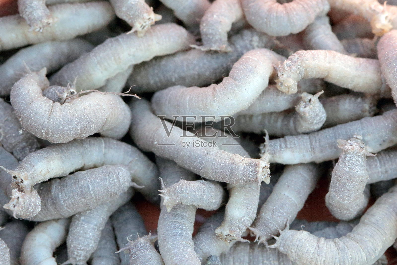 鹤的幼虫很多。这是一个普通的名称,指的是昆虫科的任何成员。它是许多作物土壤中的害虫照片摄影图片