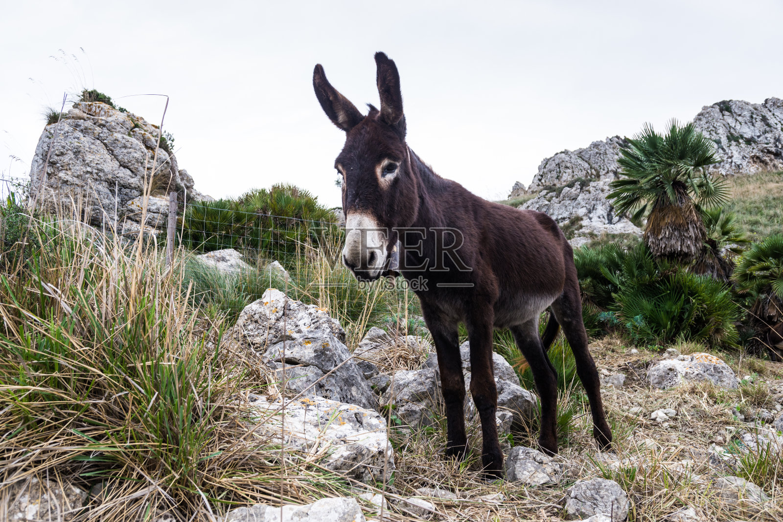 巴利阿里岛马略卡岛上的驴子照片摄影图片
