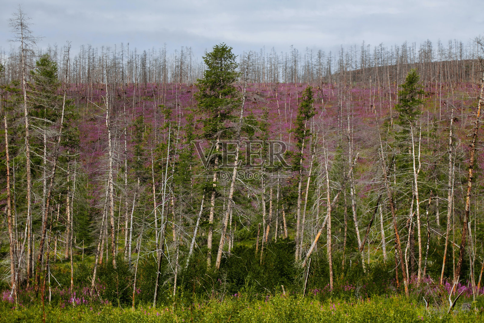 照片照片摄影图片