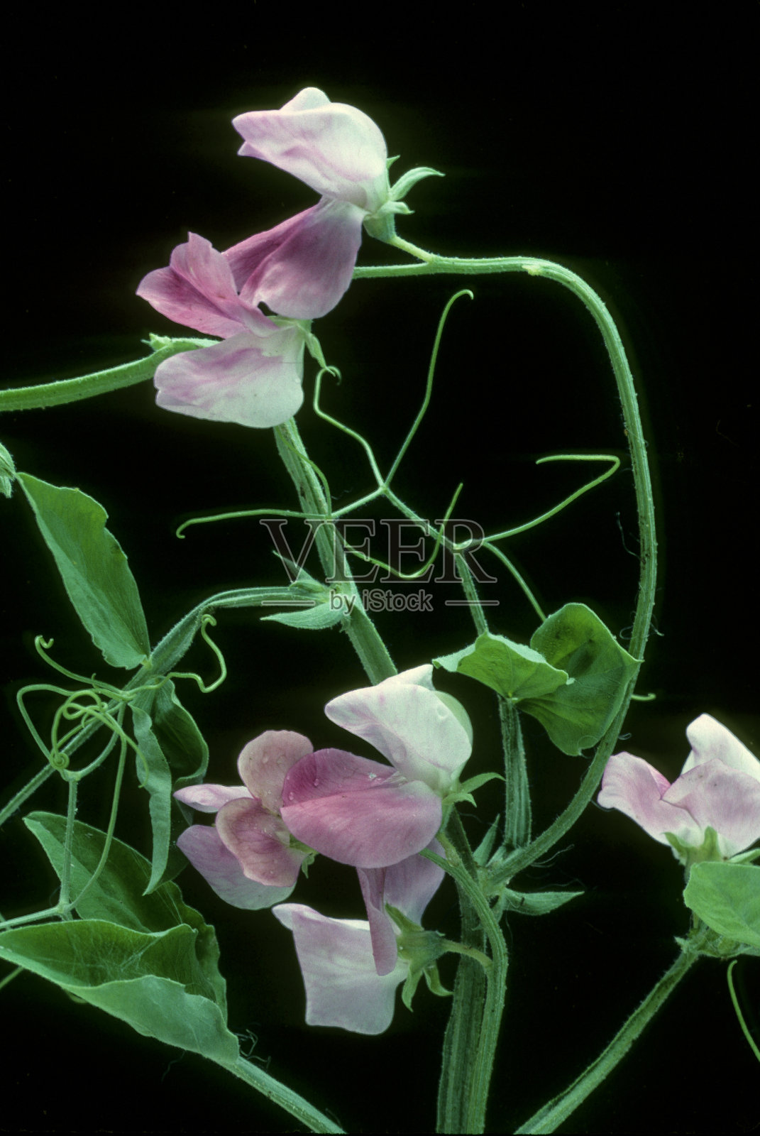黑色背景下的花朵特写镜头照片摄影图片