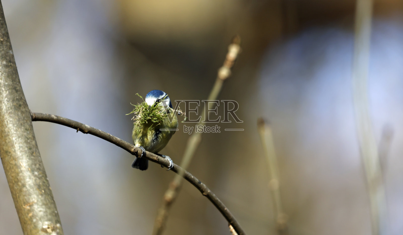 喙上满是筑巢材料的蓝色山雀照片摄影图片