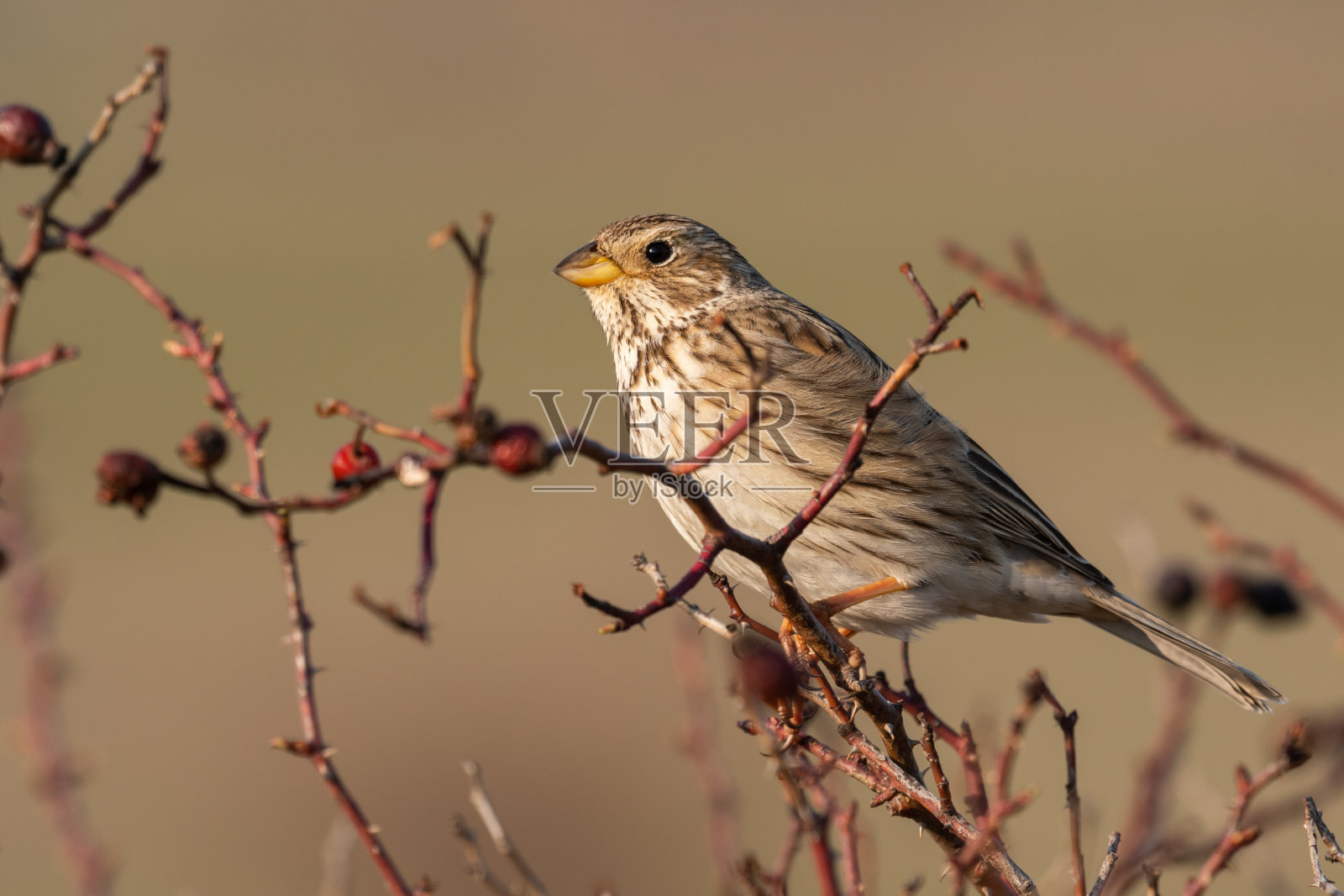 玉米花坐在一根树枝上照片摄影图片