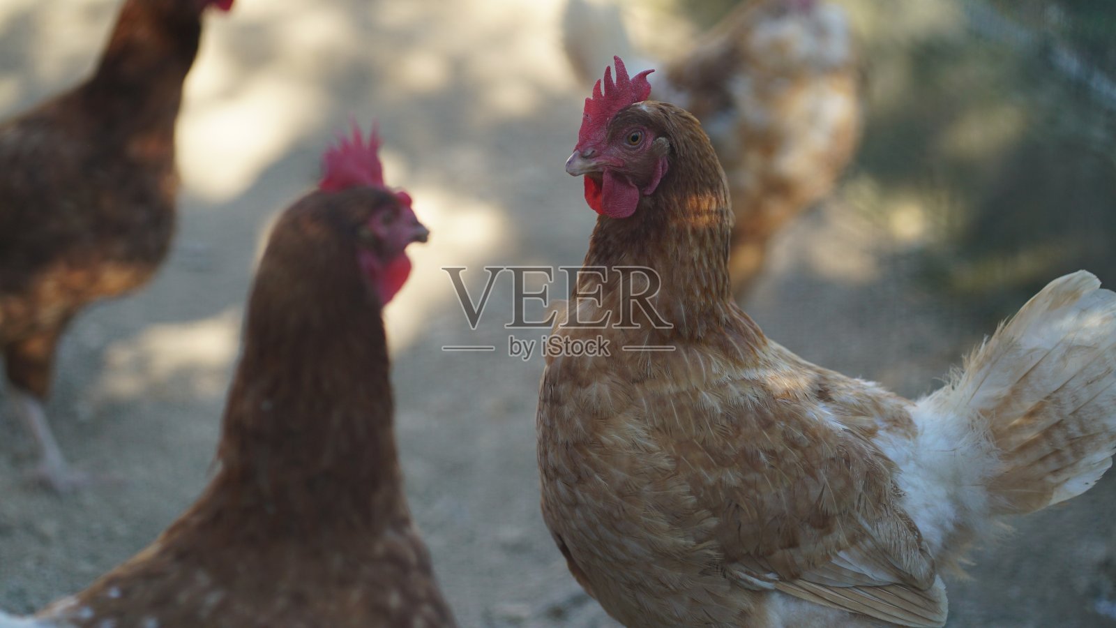 鸡照片摄影图片