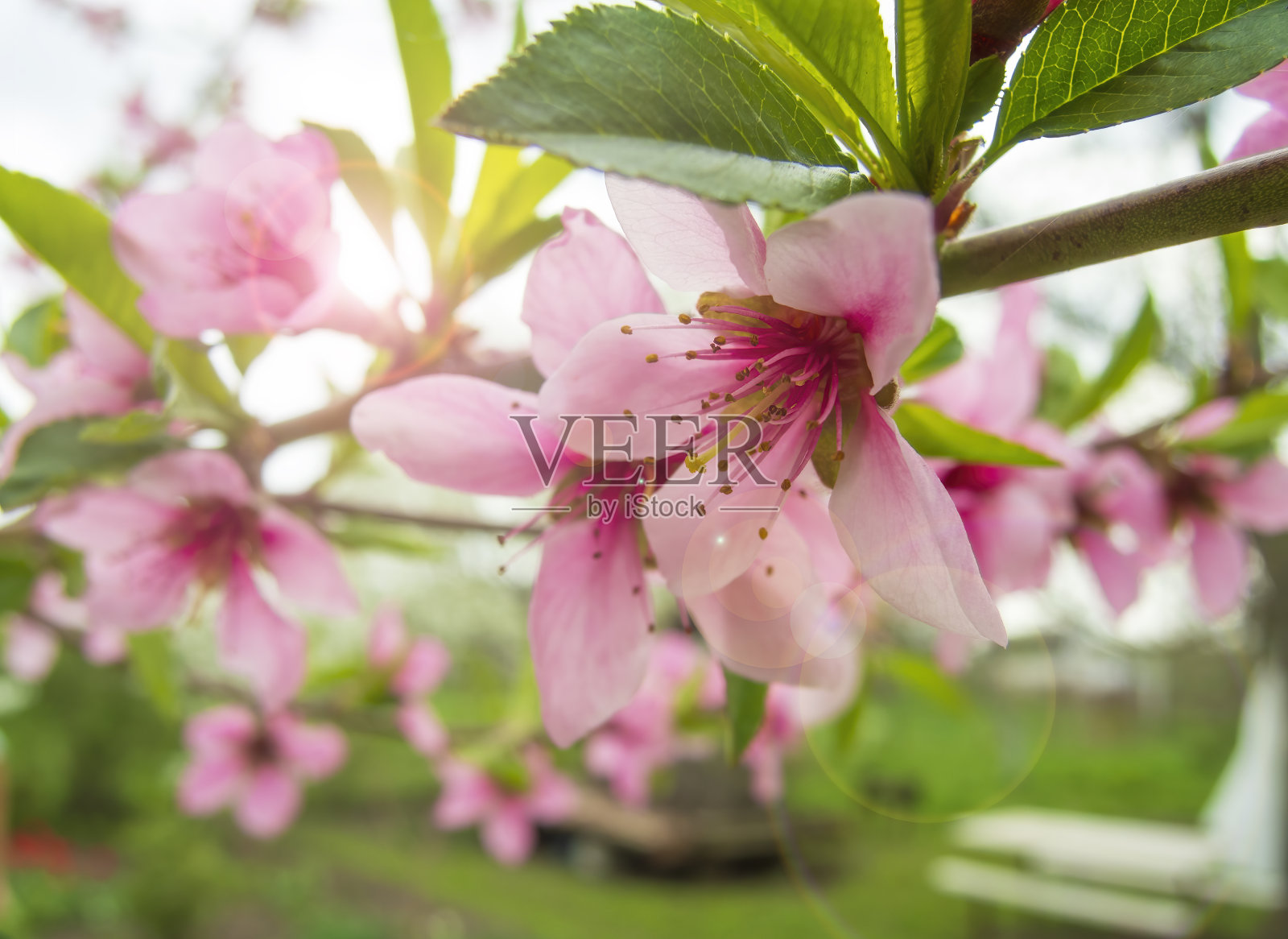 粉红色的梅花在春天盛开。照片摄影图片