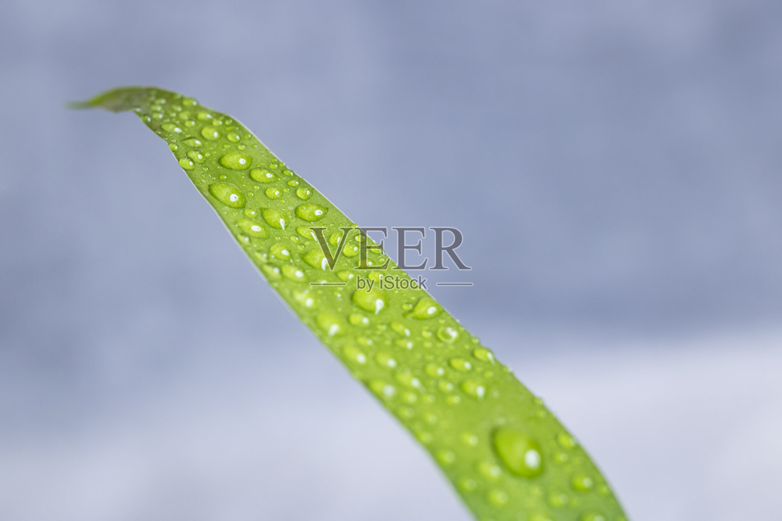 水珠落在家乡植物的绿叶上照片摄影图片