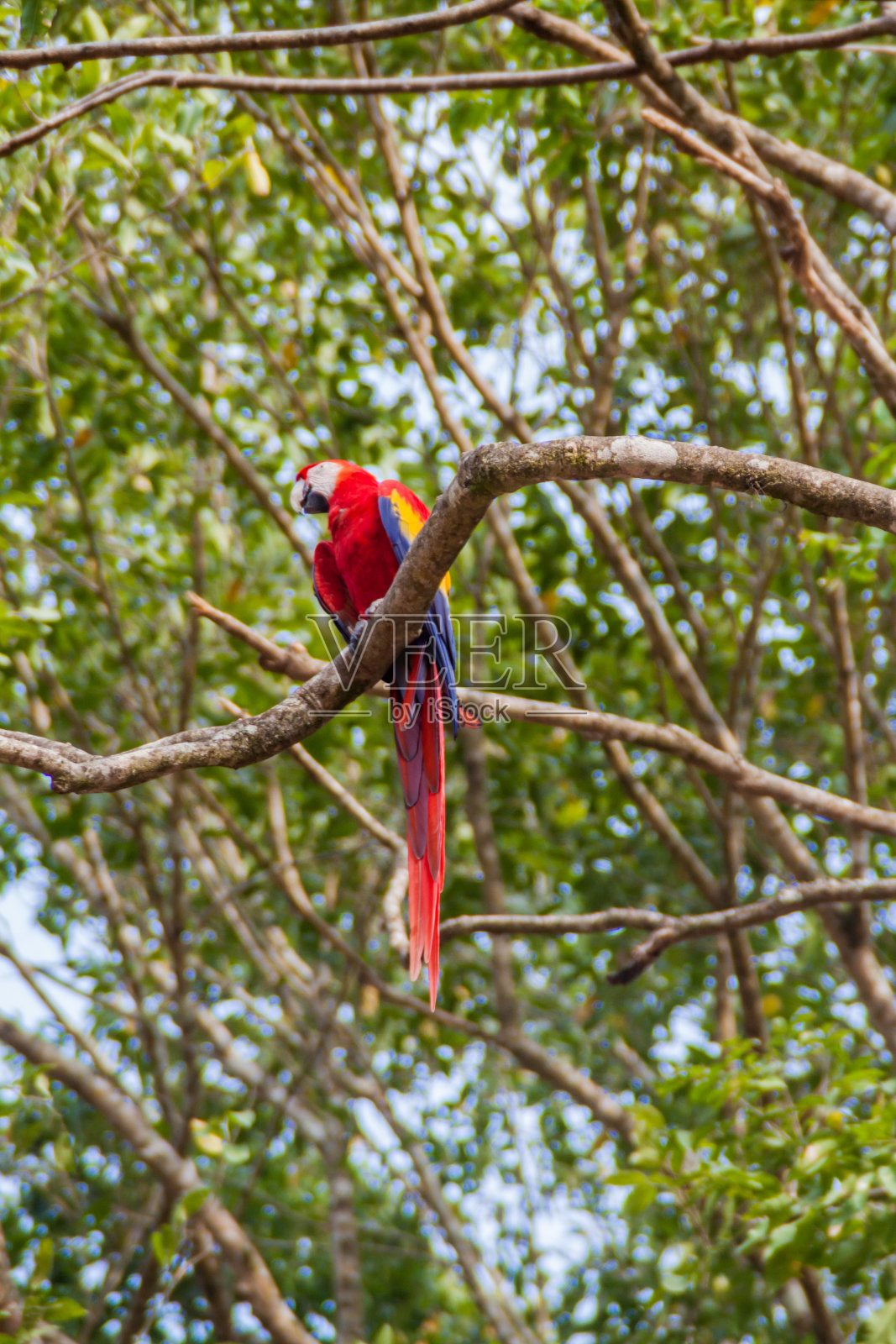 澳门红金刚鹦鹉,印度的国鸟,坐在洪都拉斯科潘考古公园的树上照片摄影图片