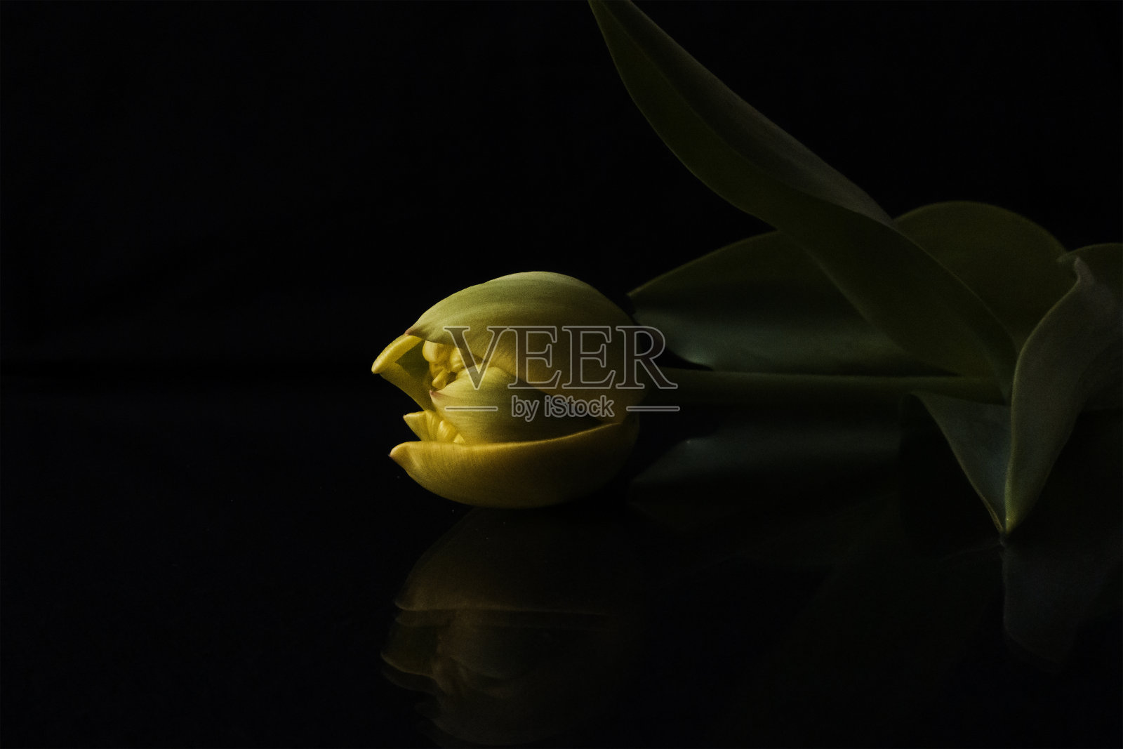 春天的花照片摄影图片