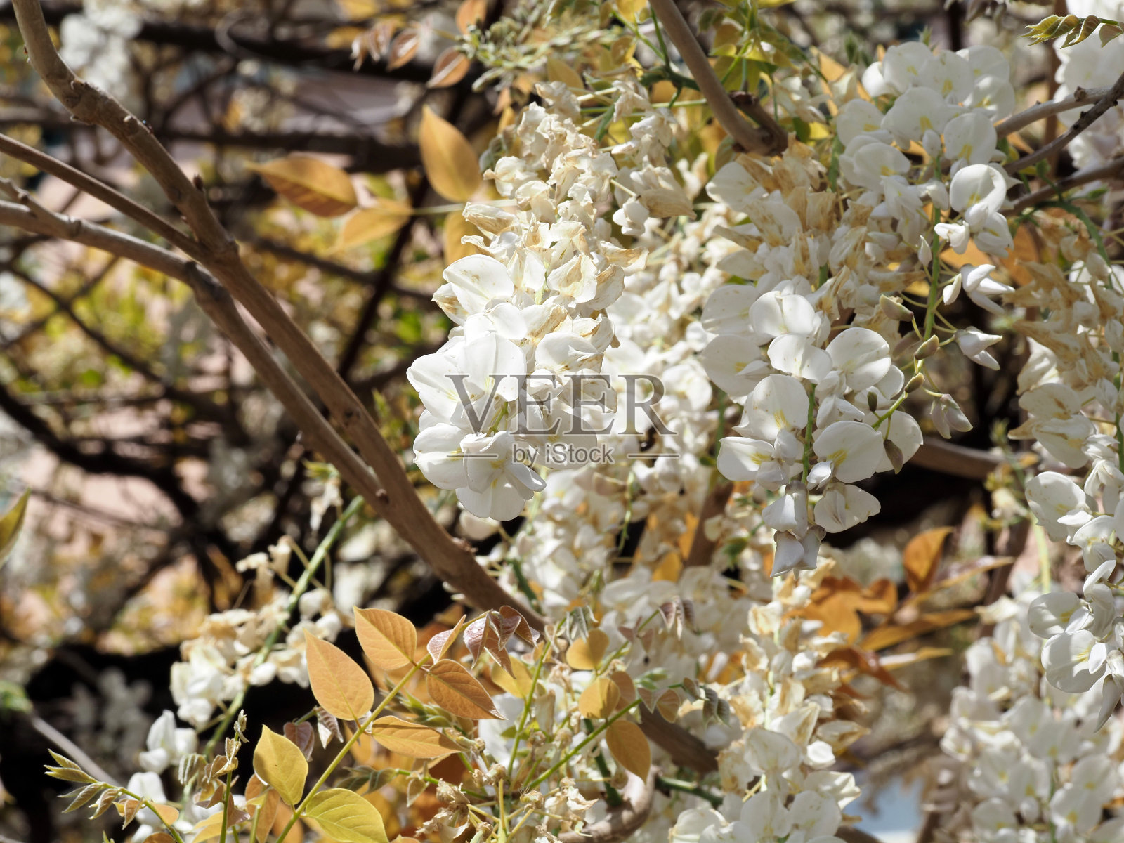 藤架上挂着白紫藤照片摄影图片