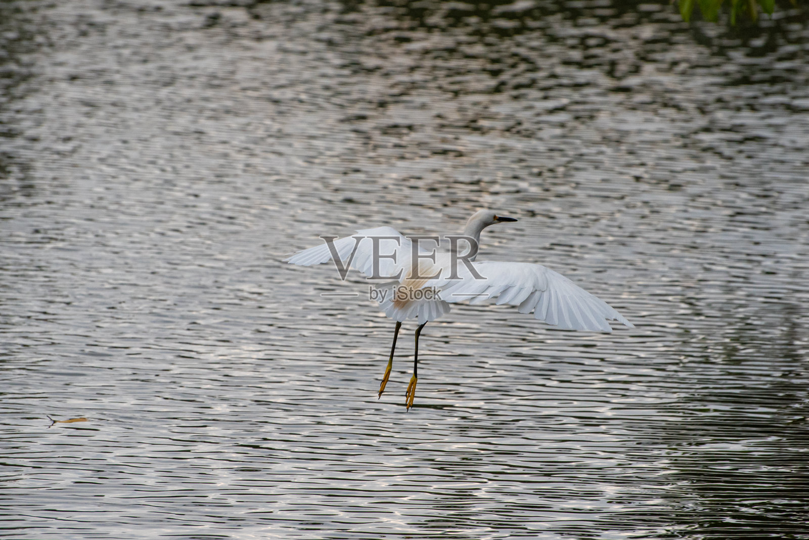 牛白鹭,美丽的水鸟,来自巴西叫鹭在一个湖,选择性的焦点。照片摄影图片