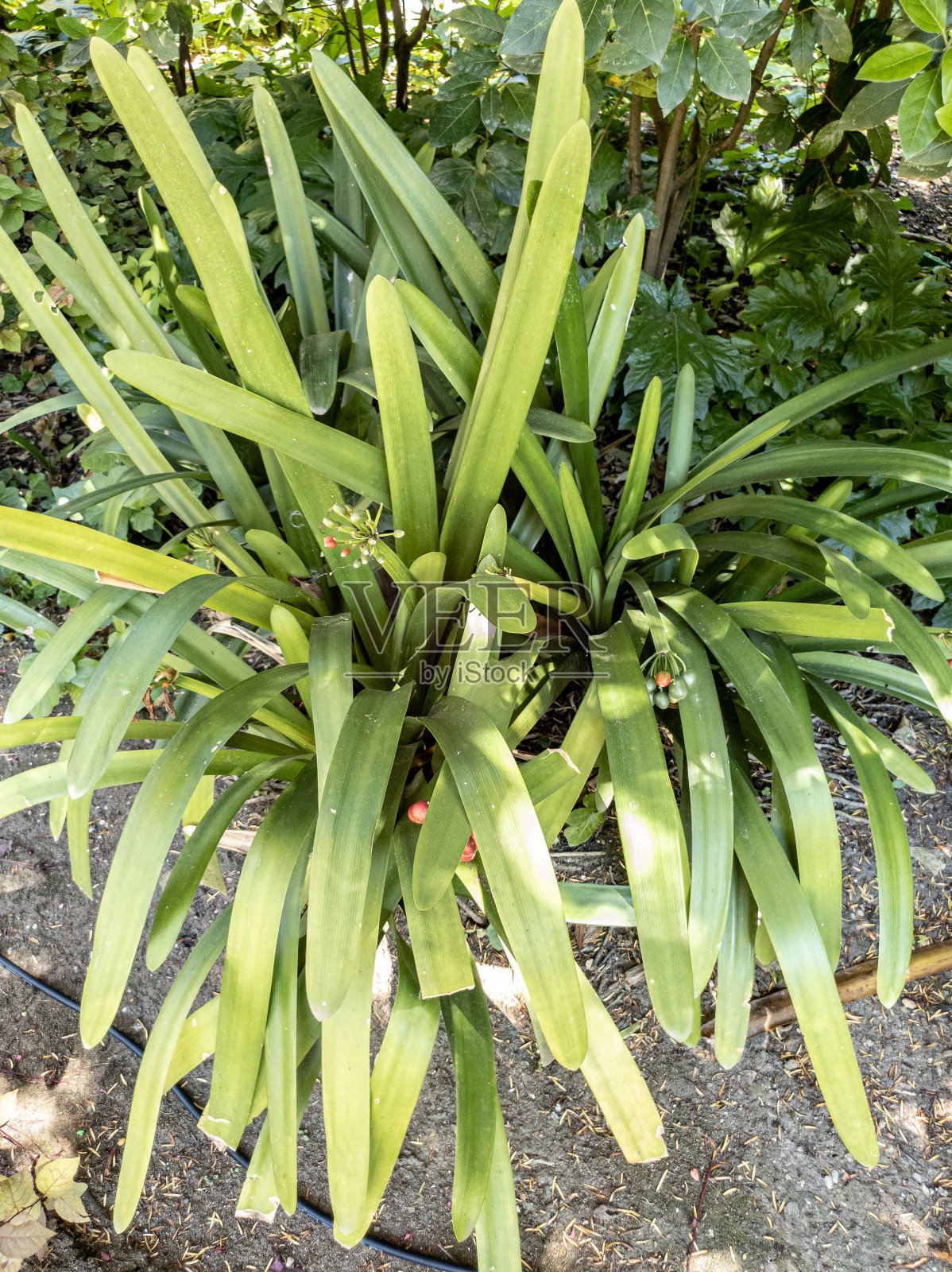 近距离的一束红色水果从君子兰花园植物。照片摄影图片