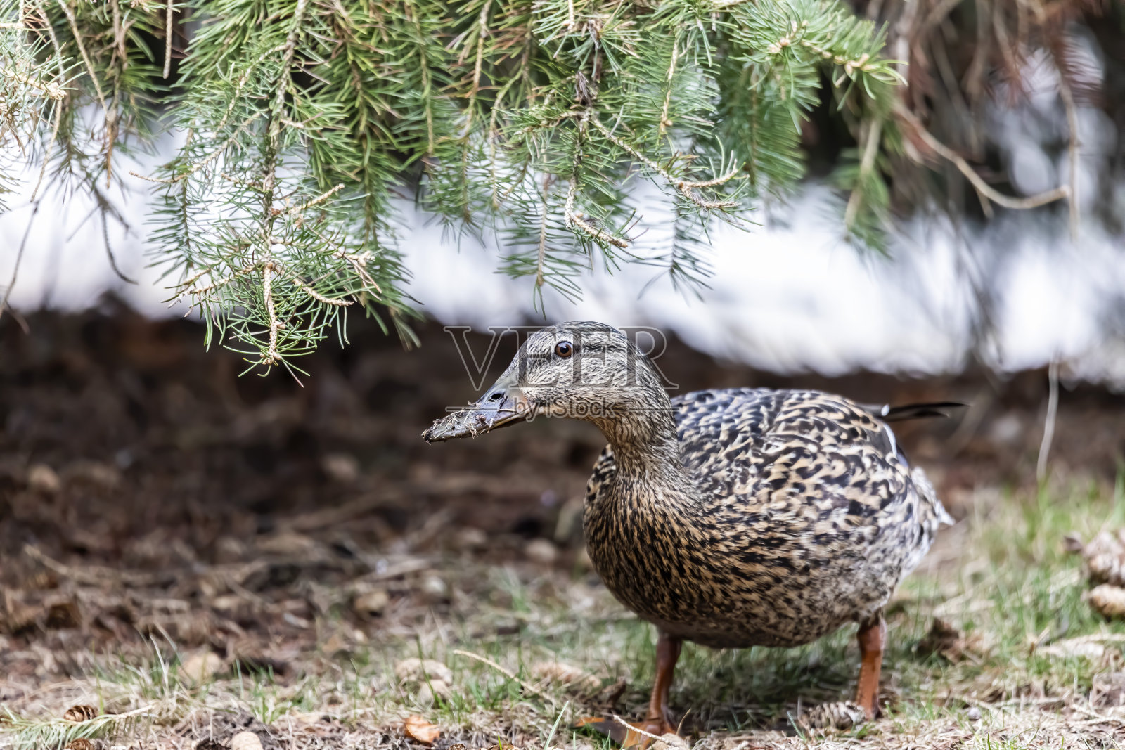 野鸭(野鸭)照片摄影图片