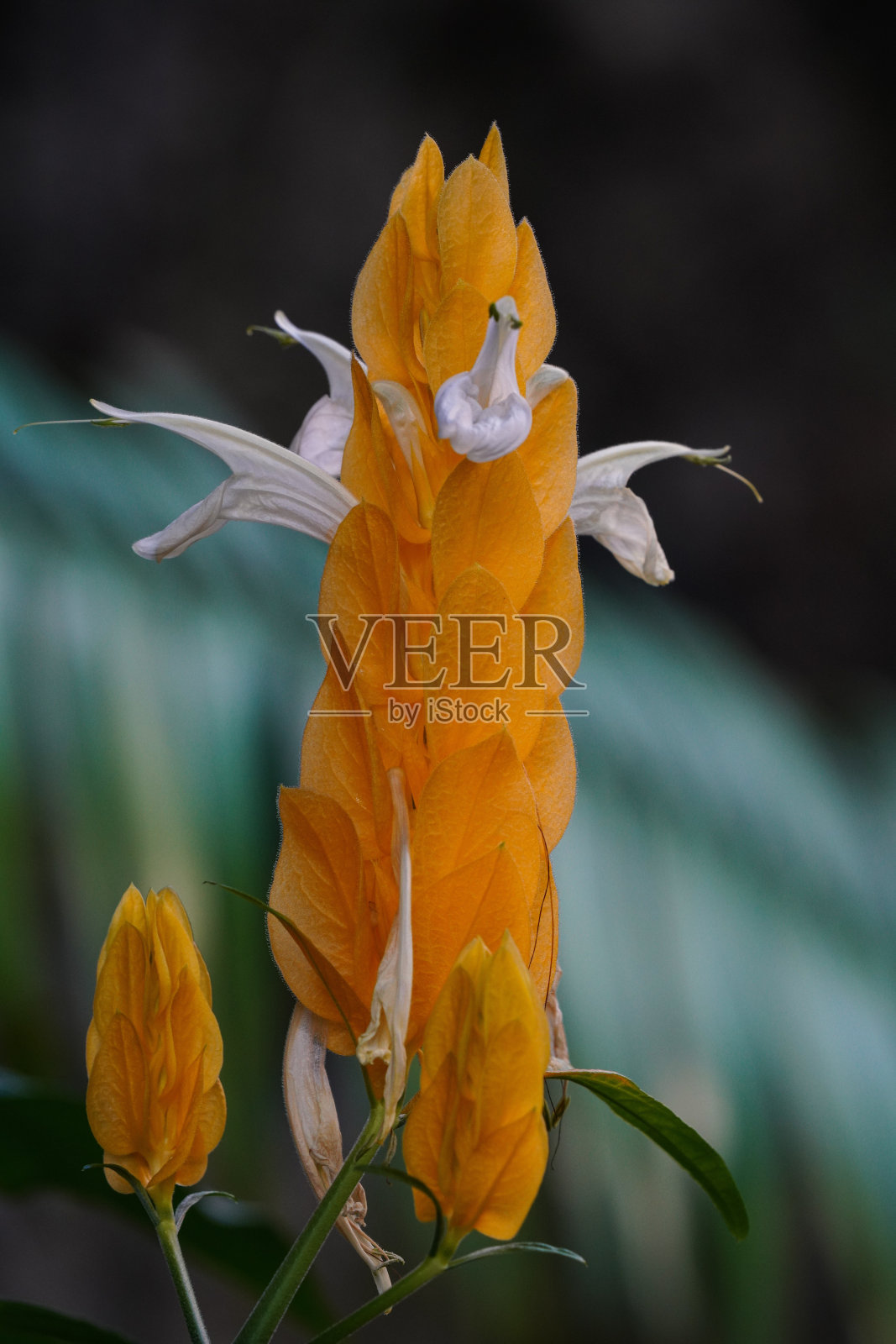 特写的Beloperone plumbaginifolia花从墨西哥。它是正义的一种。照片摄影图片