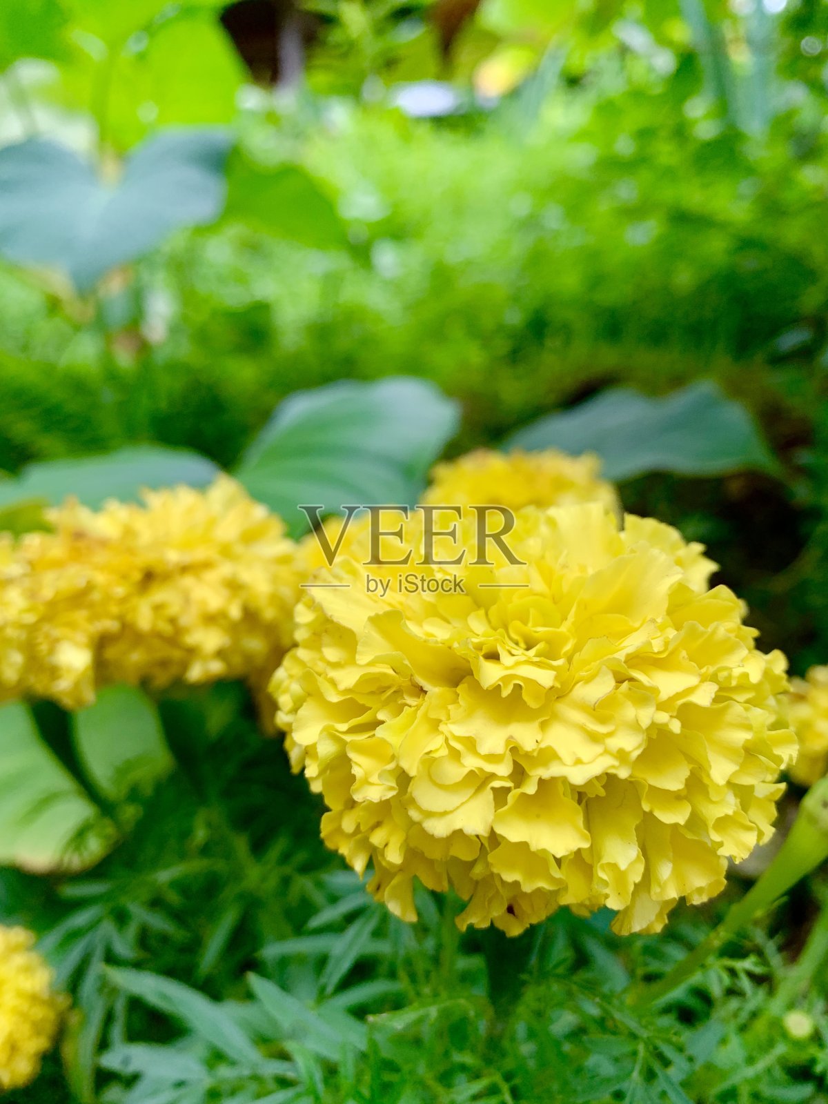 黄色的花照片摄影图片