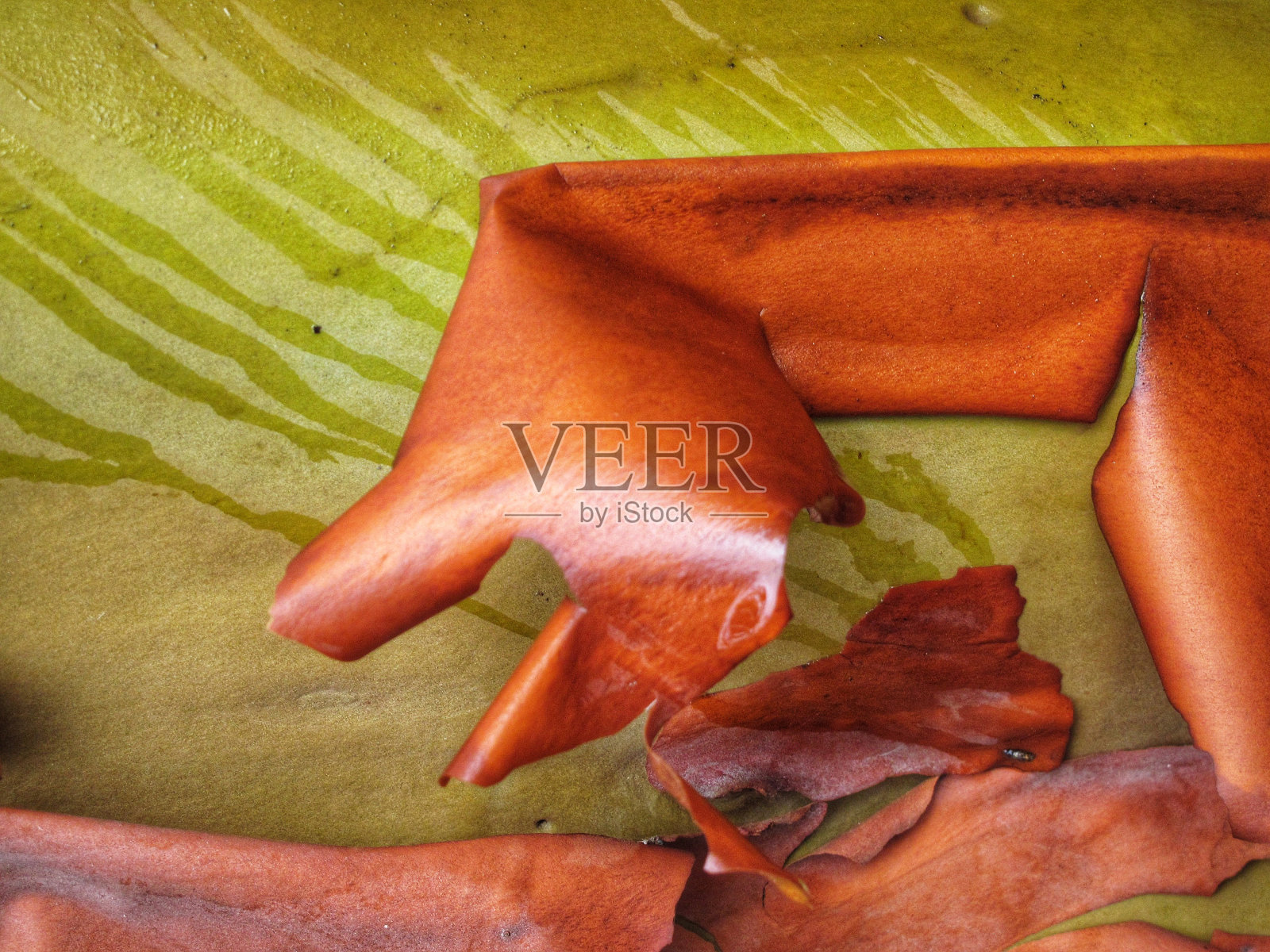 杨梅树皮-维多利亚,公元前照片摄影图片