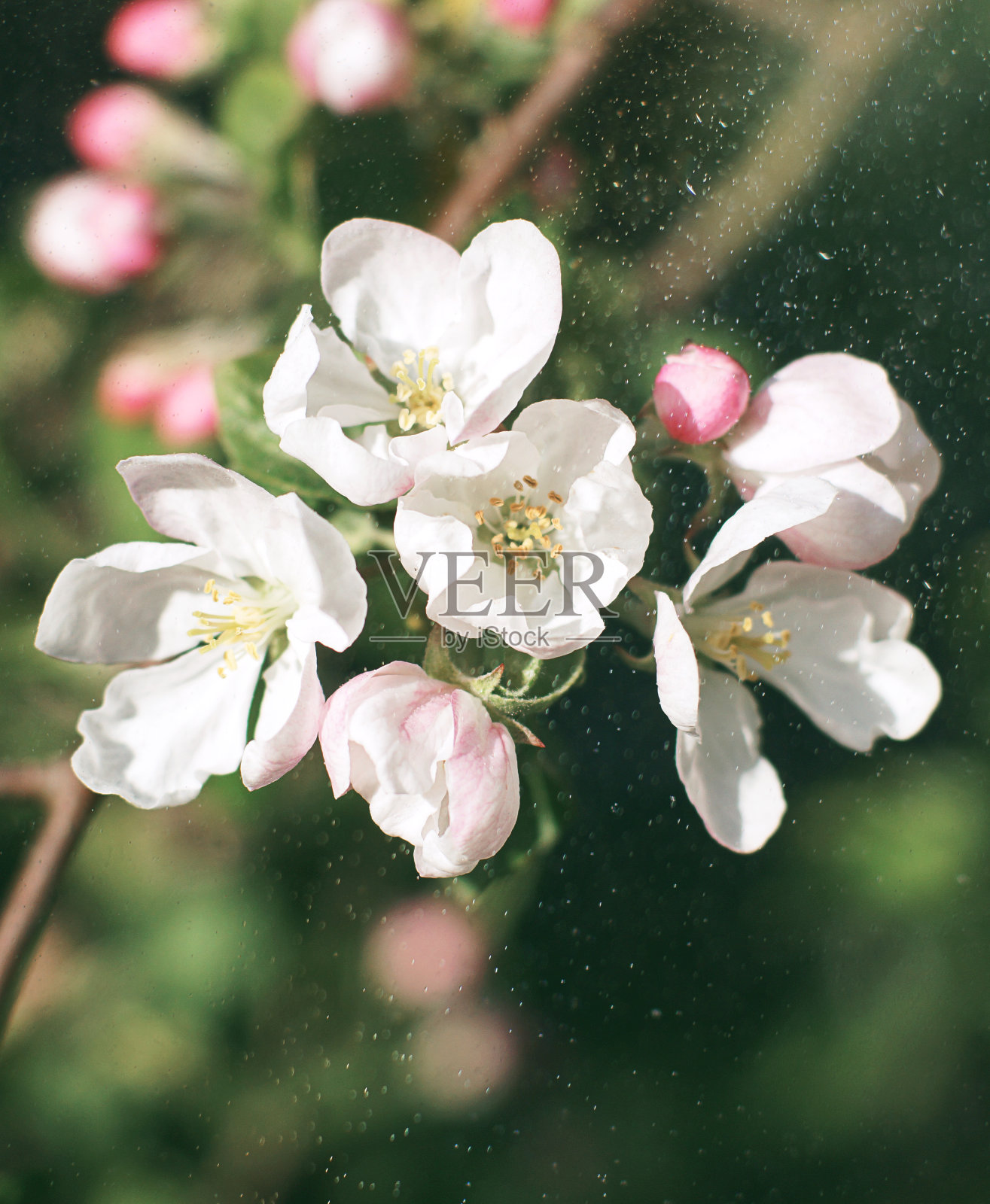 春天的苹果树枝上有粉红色的嫩芽和花朵照片摄影图片