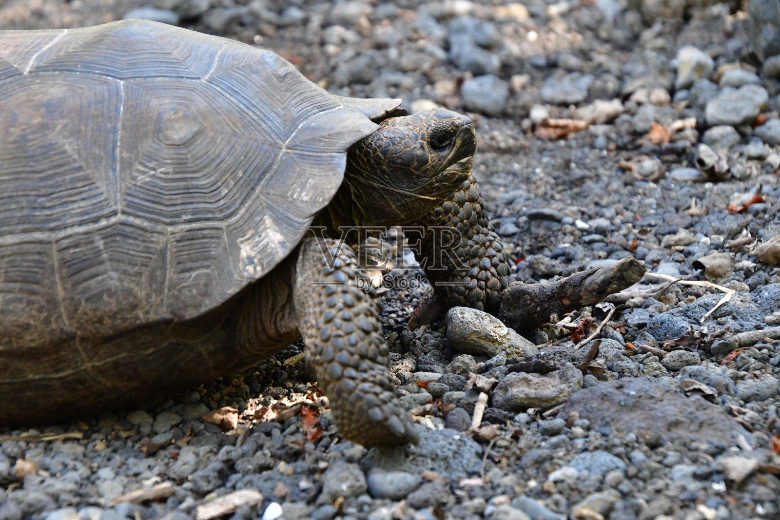 加拉帕戈斯群岛的巨龟照片摄影图片