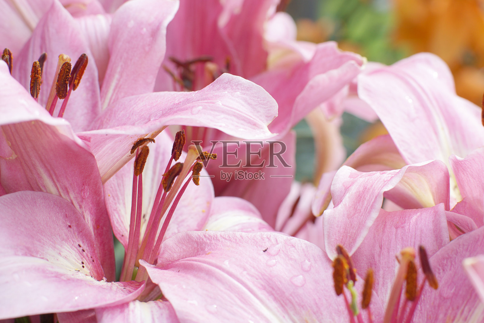 开放的百合的粉红色花蕾的微距镜头照片摄影图片