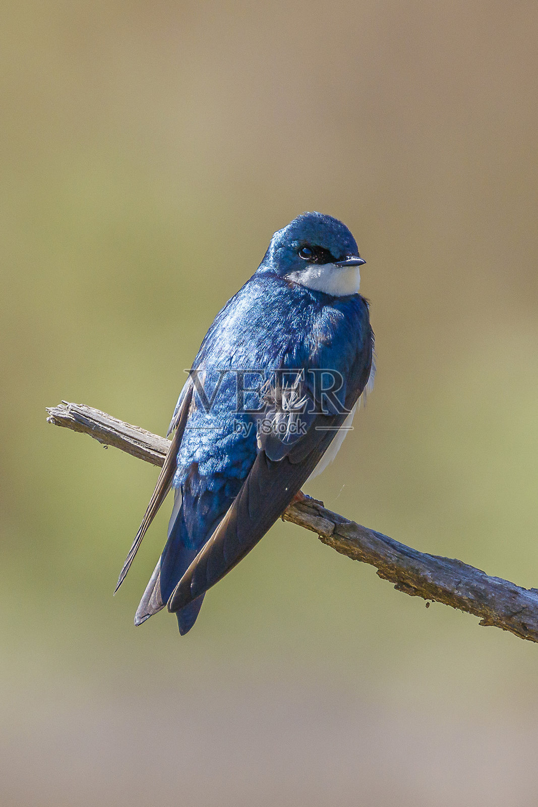 树燕子照片摄影图片