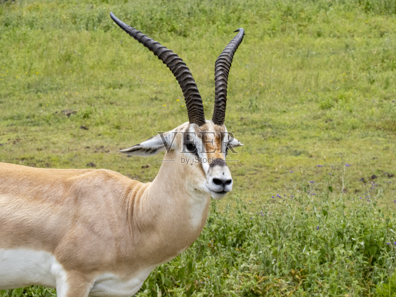 恩戈罗戈罗火山口,坦桑尼亚,非洲——2020年3月1日:格兰特瞪羚在大草原上休息照片摄影图片