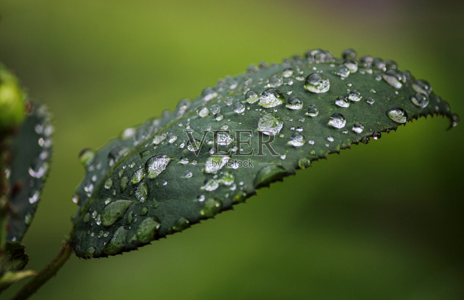 叶在自然界中照片摄影图片
