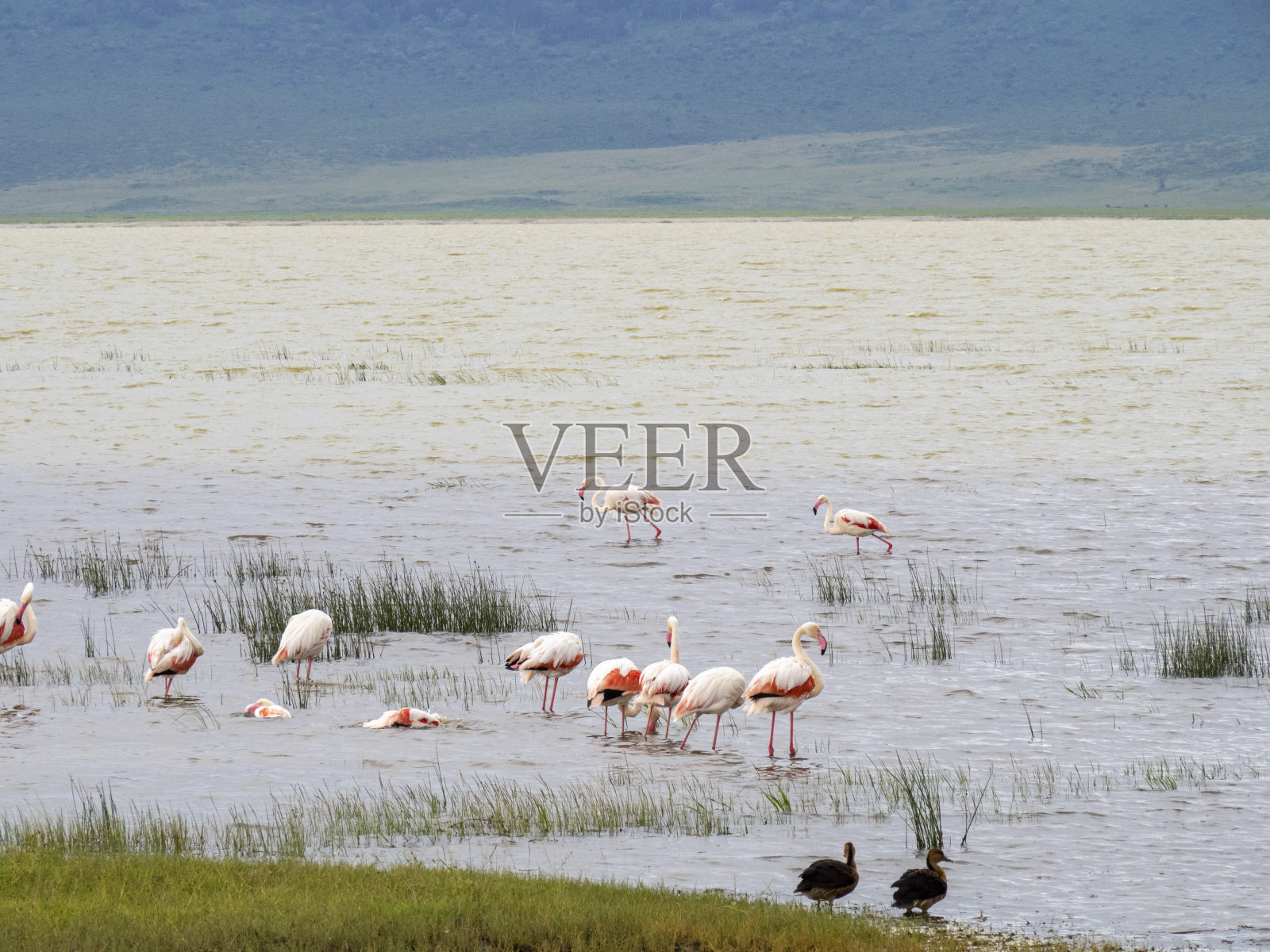恩戈罗戈罗火山口,坦桑尼亚,非洲——2020年3月1日:一群火烈鸟在湖中照片摄影图片