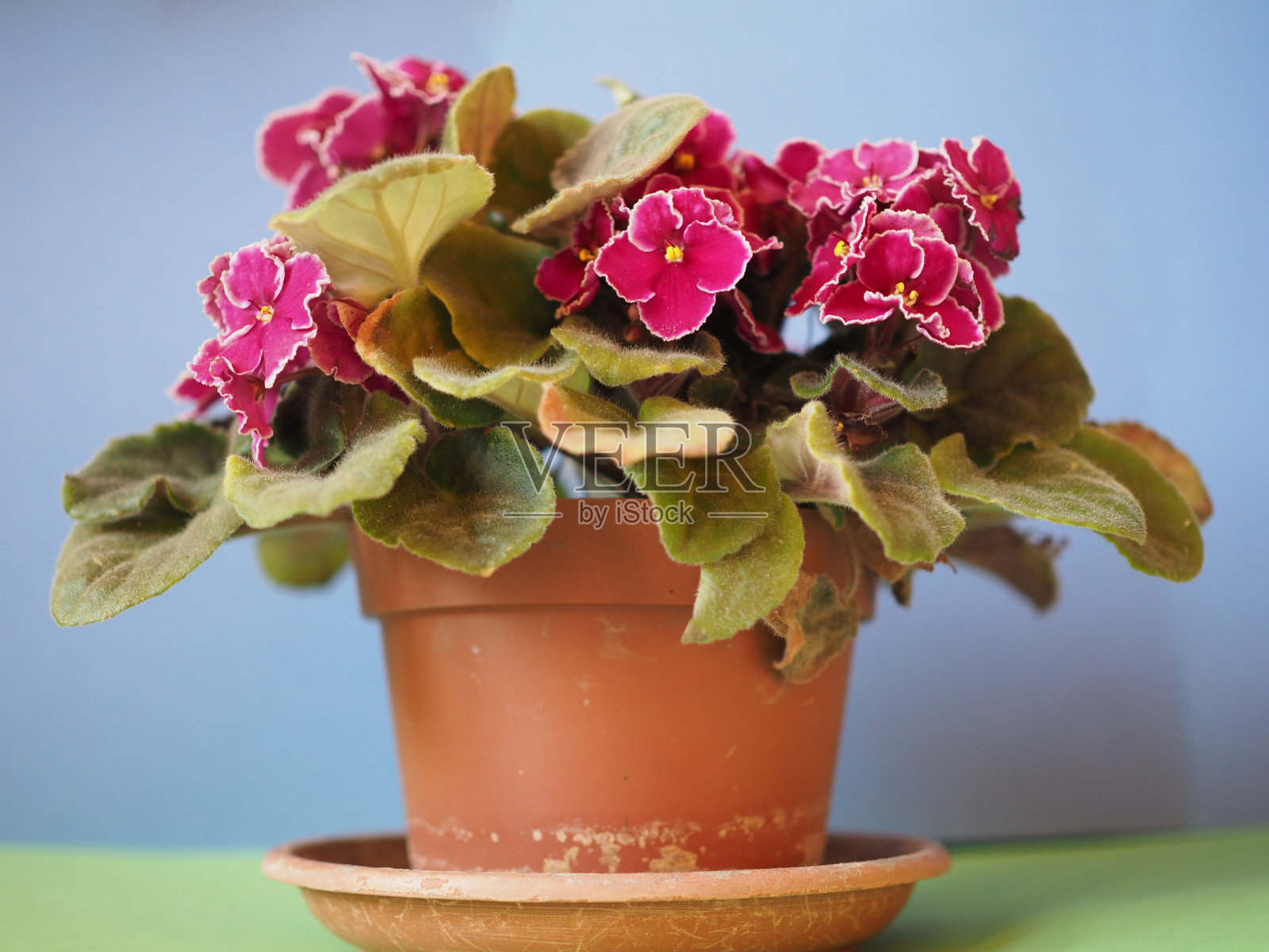 紫色saintpaulia花照片摄影图片