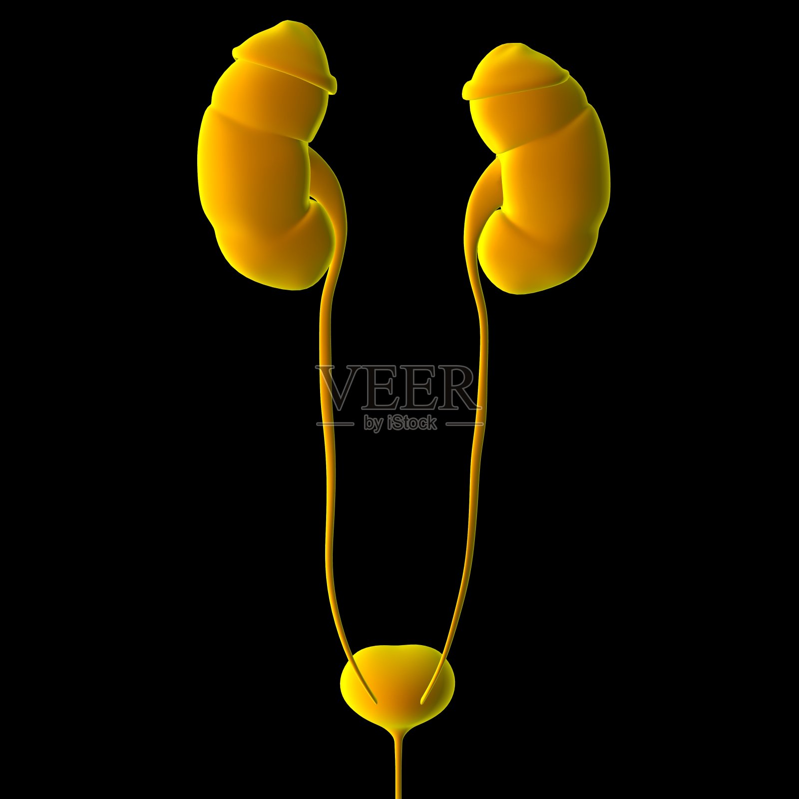 人体泌尿系统肾脏与膀胱解剖学的医学概念3D照片摄影图片