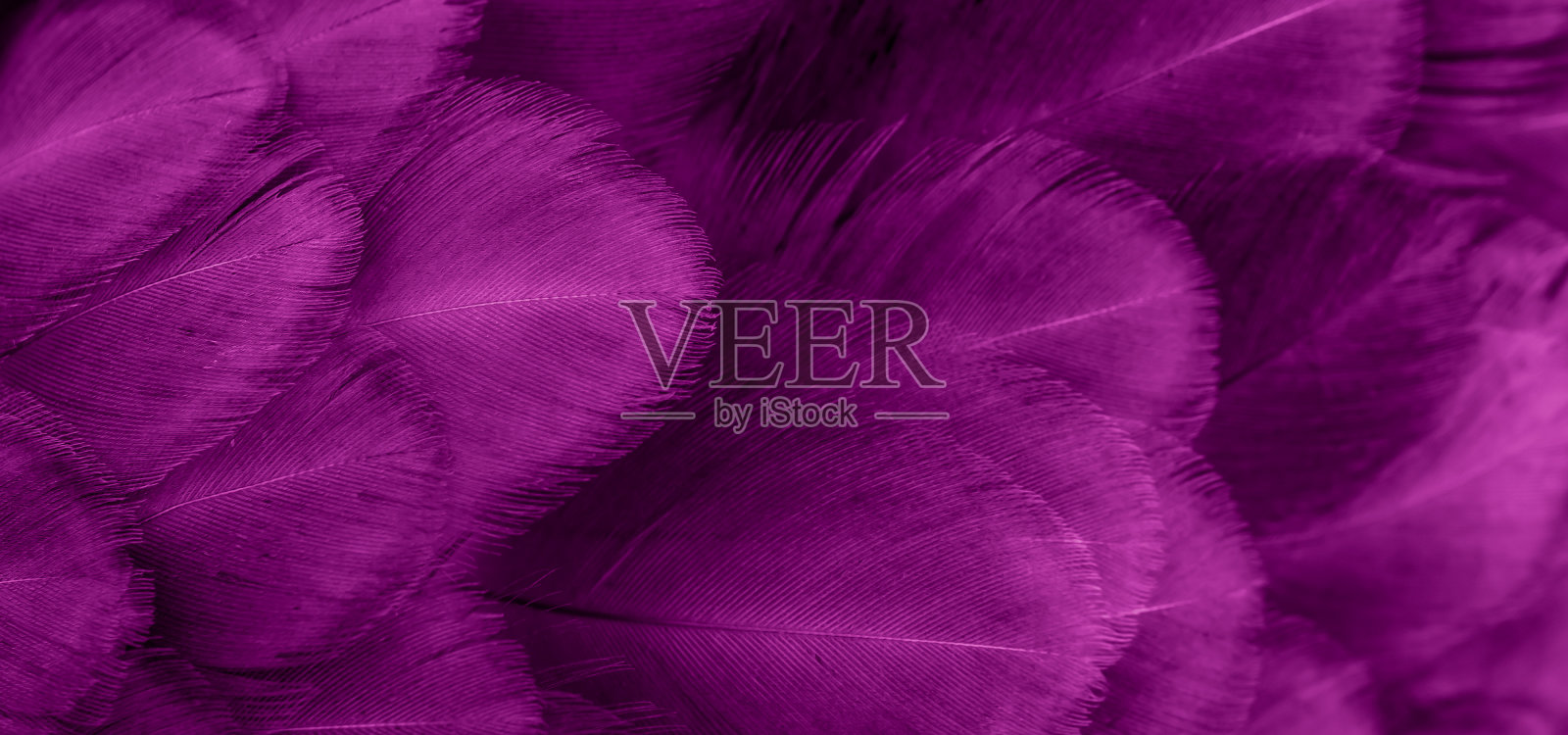 紫红色母鸡羽毛的微距照片。背景或textura照片摄影图片