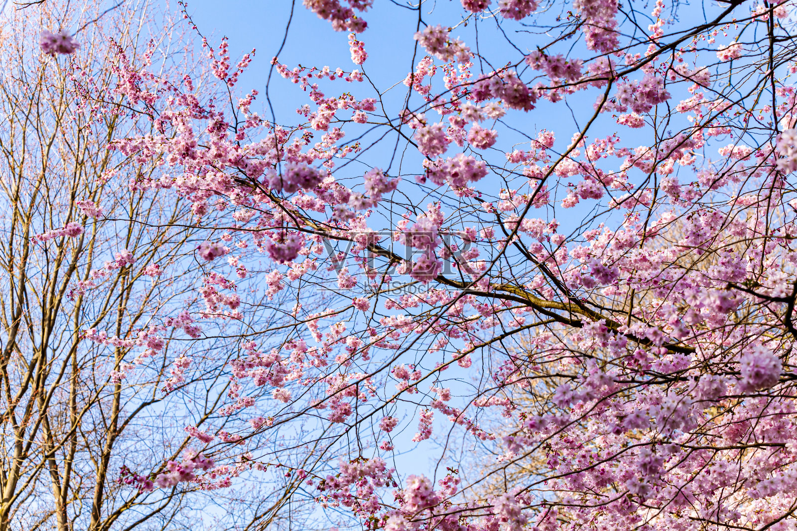 美丽的开花树在浅蓝色的天空背景照片摄影图片