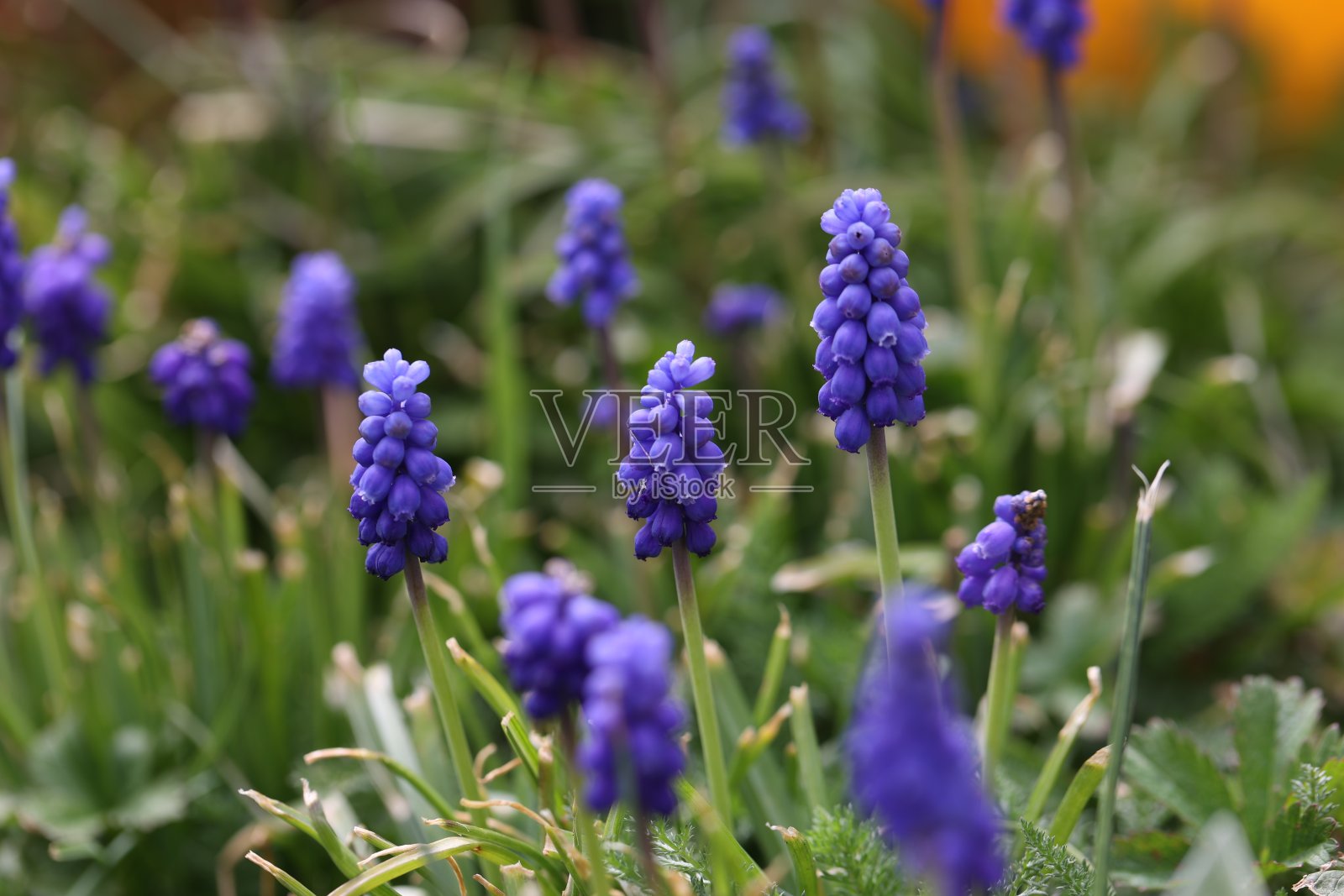 风信子、葡萄在阳光明媚的春日开出蓝色的花朵照片摄影图片