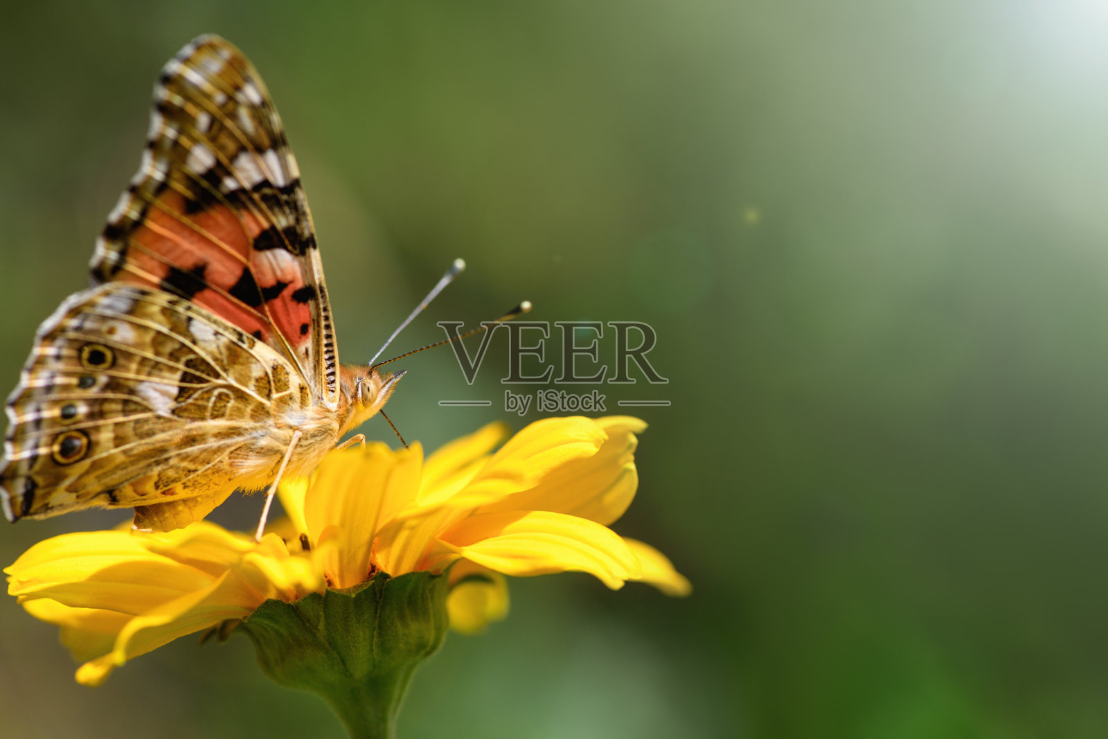 蝴蝶上将和花。美丽的蝴蝶在一个阳光明媚的日子里,在绿色模糊的背景上,在一朵黄色的花上。春天和夏天的背景。宏照片摄影图片